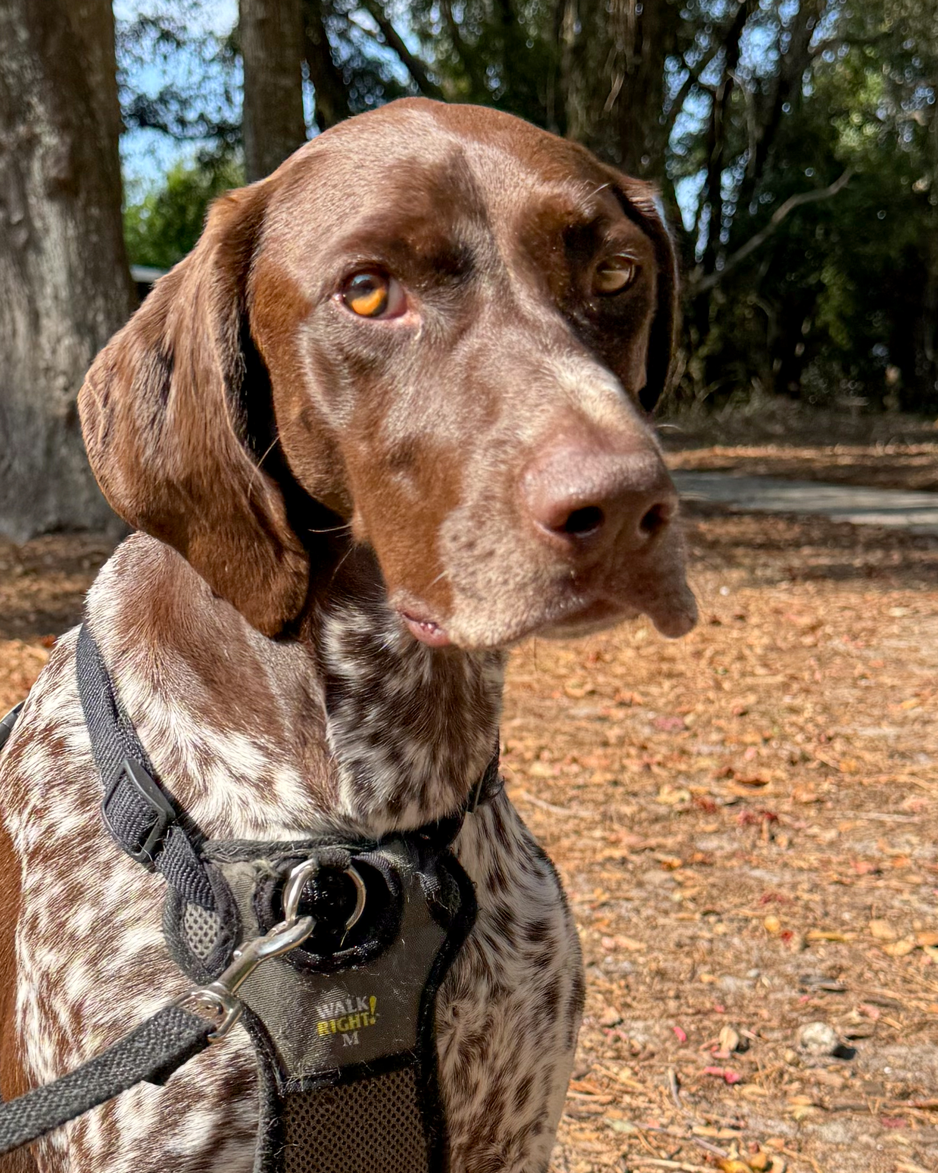 close-up-of-german-shorthaired-pointer-with-amber-eyes-artist-reference-photo