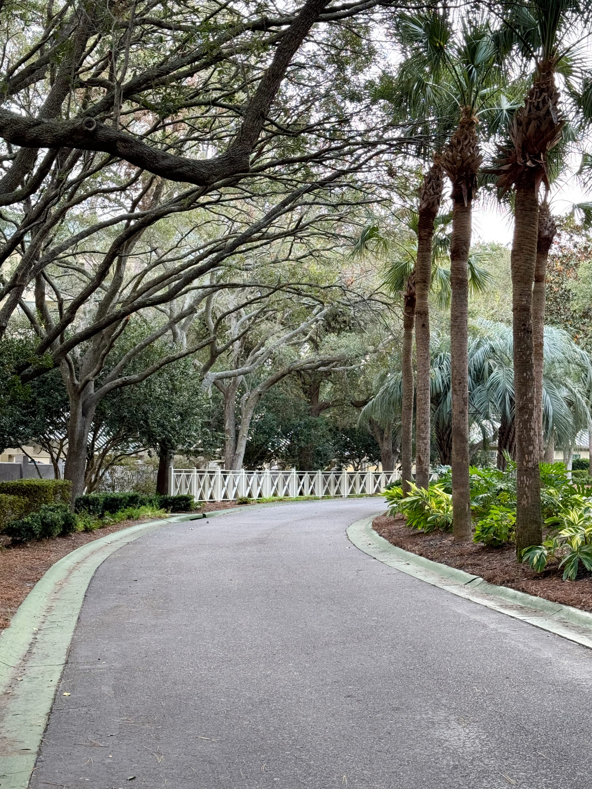 curved-driveway-with-palms-and-oak-canopy-leading-to-white-picket-fence-artist-reference-photo