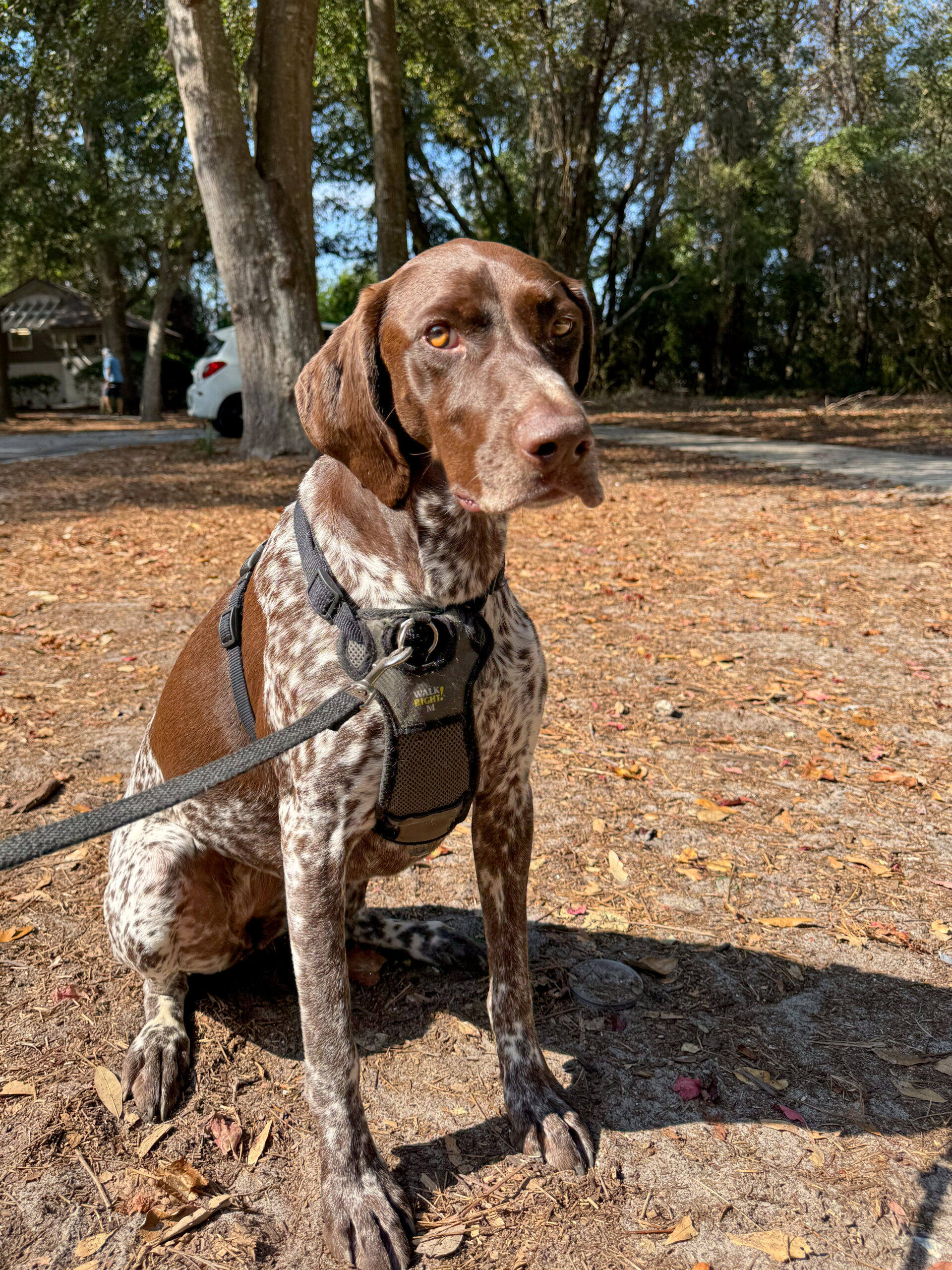 german-shorthaired-pointer-looking-alert-in-autumn-light-artist-reference-photo
