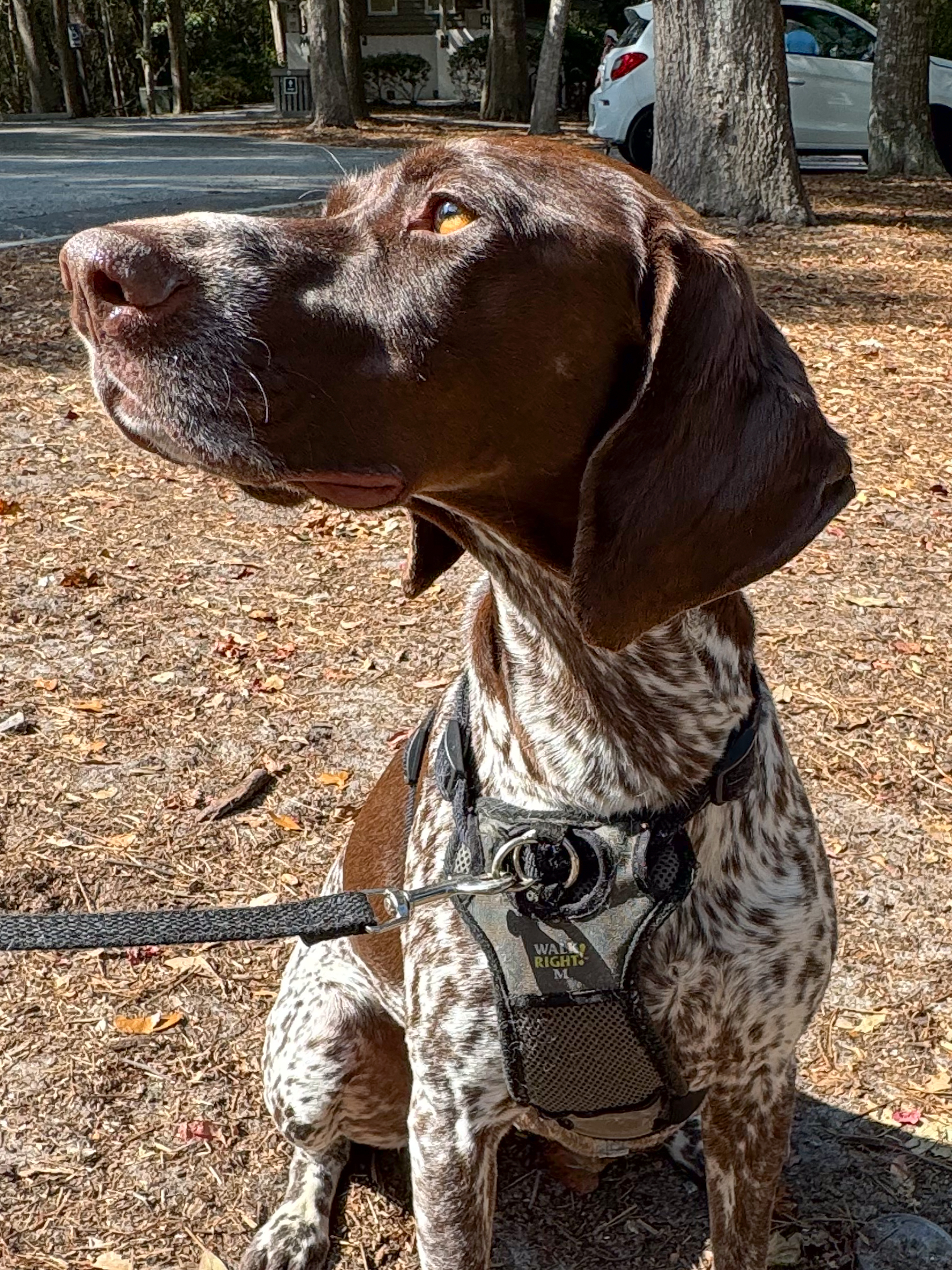 german-shorthaired-pointer-looking-up-in-fall-forest-light-artist-reference-photo