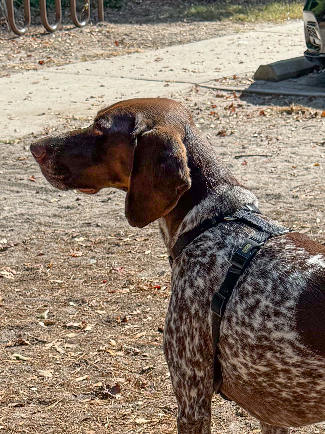 german-shorthaired-pointer-side-profile-artist-reference-photo