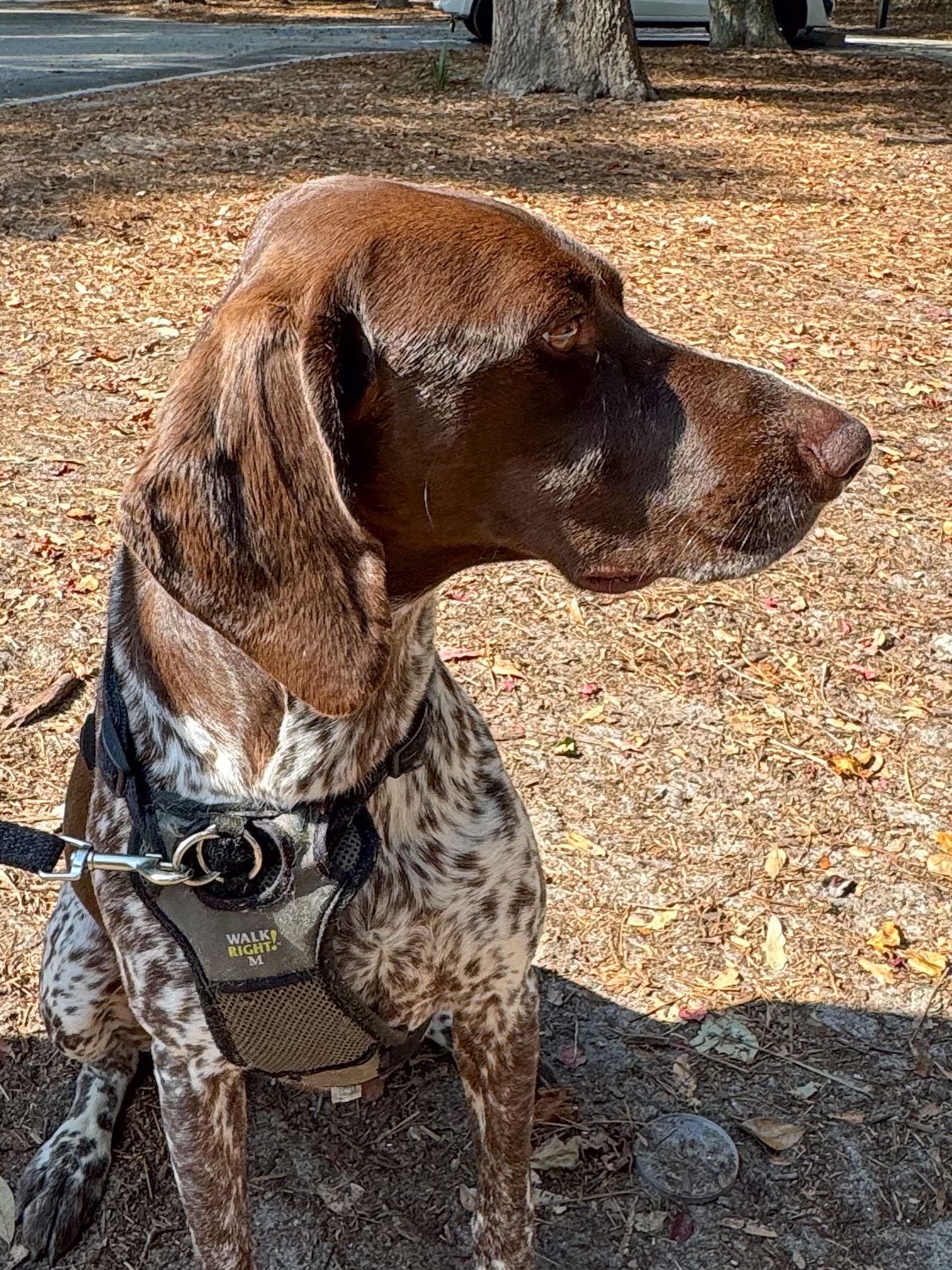 german-shorthaired-pointer-side-profile-sitting-outdoors-artist-reference-photo