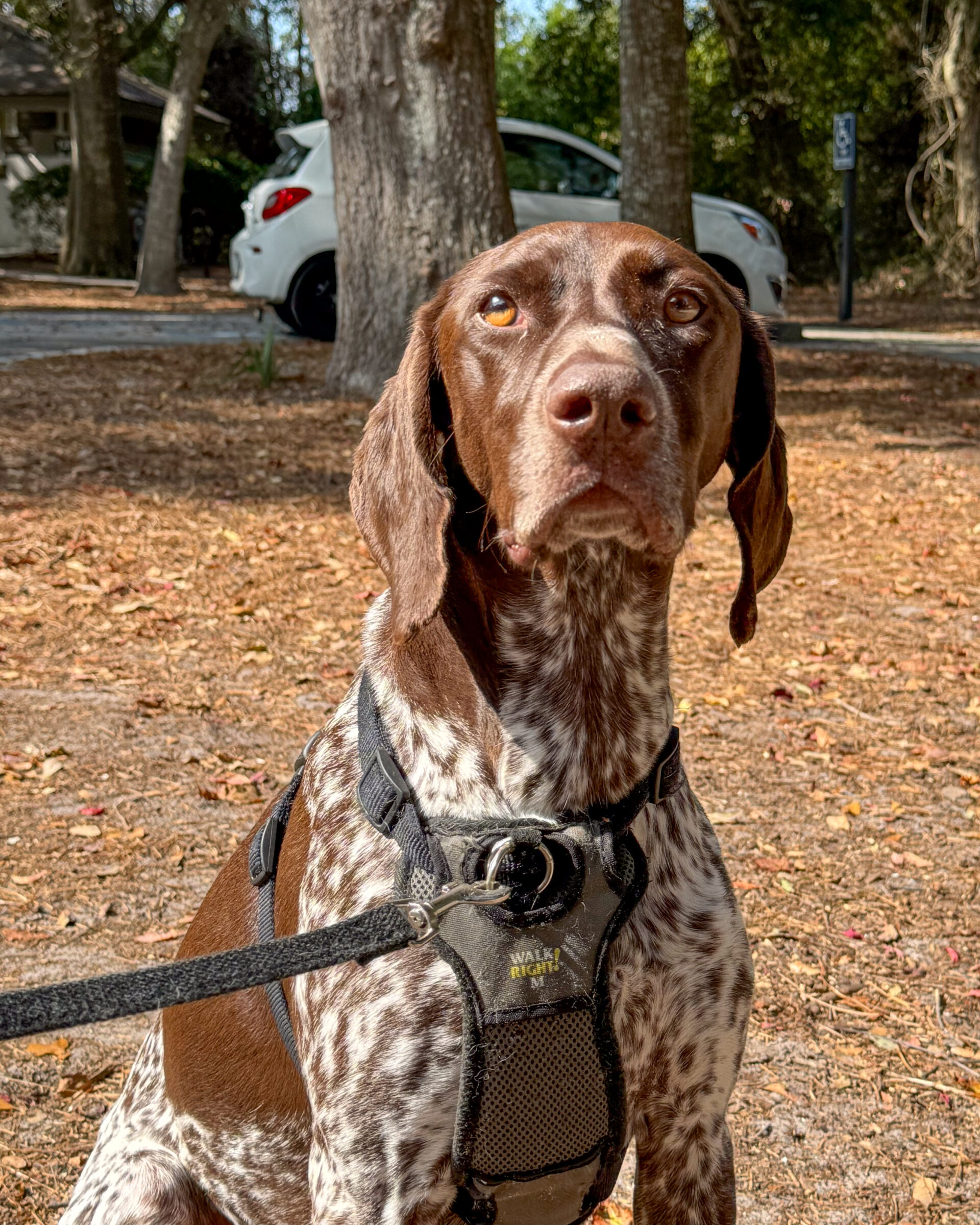 german-shorthaired-pointer-sitting-alert-on-autumn-ground-in-harness-artist-reference-photo