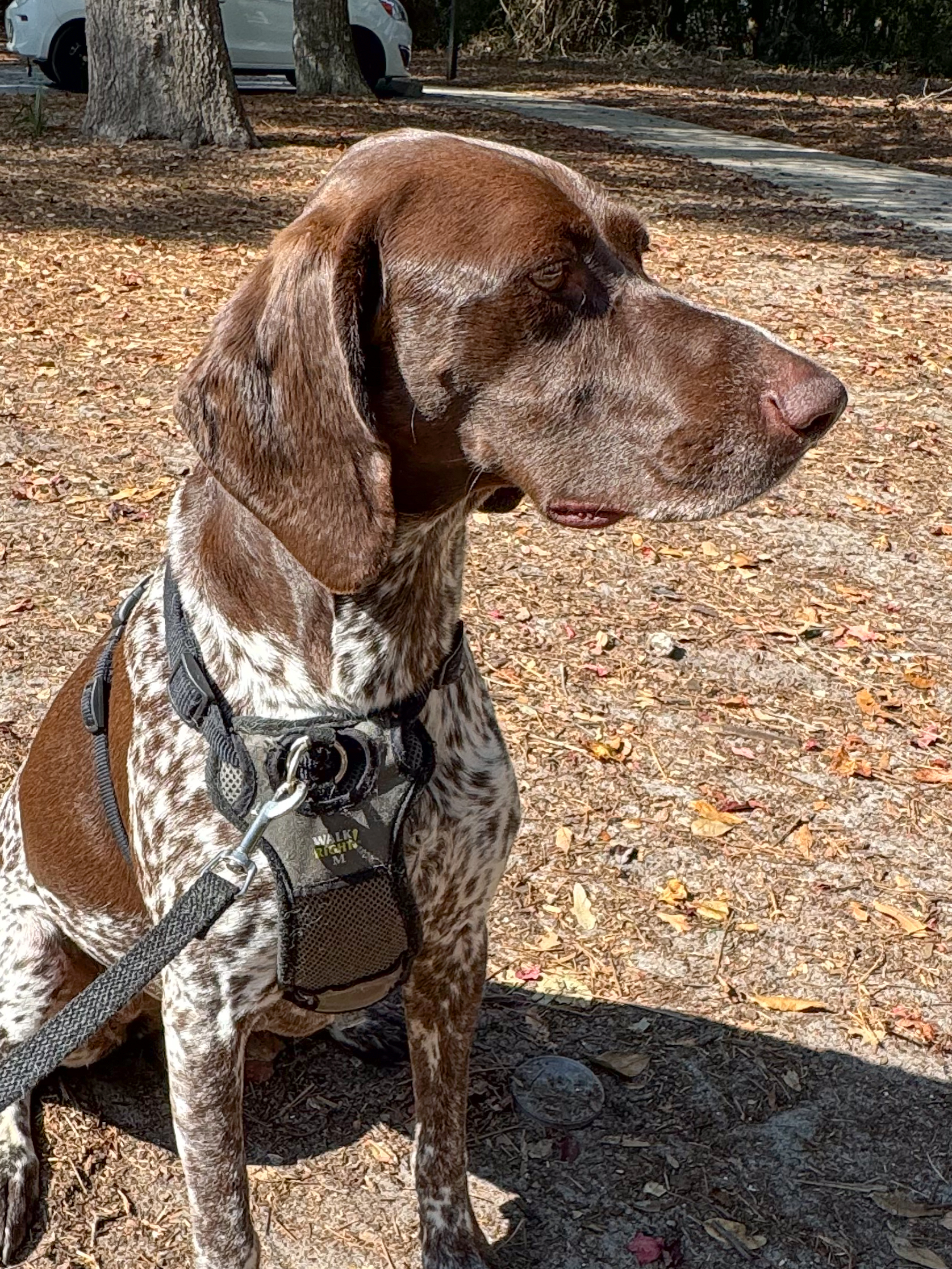 german-shorthaired-pointer-sitting-outdoors-in-fall-light-artist-reference-photo