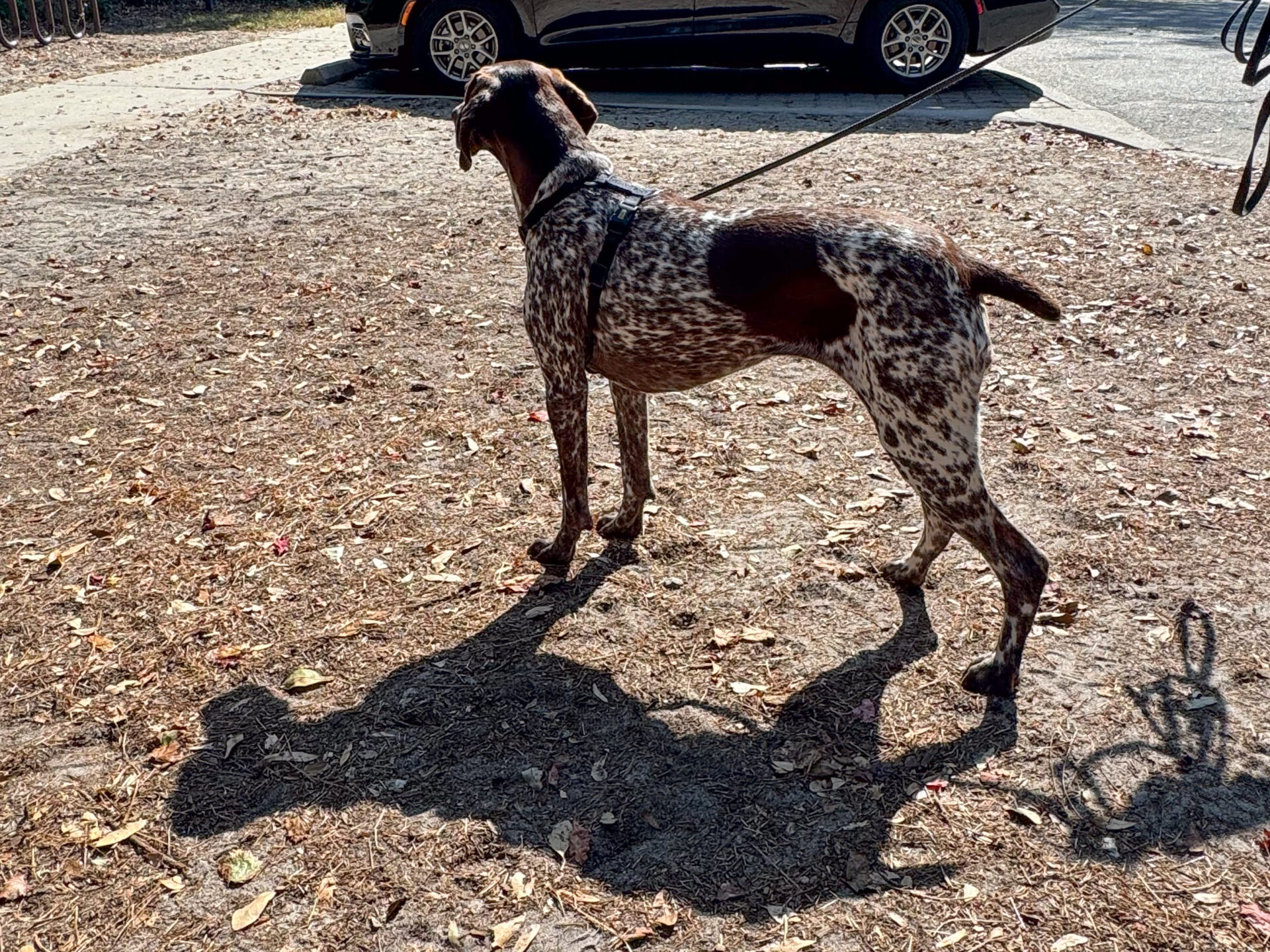 german-shorthaired-pointer-standing-in-sunlight-artist-reference-photo