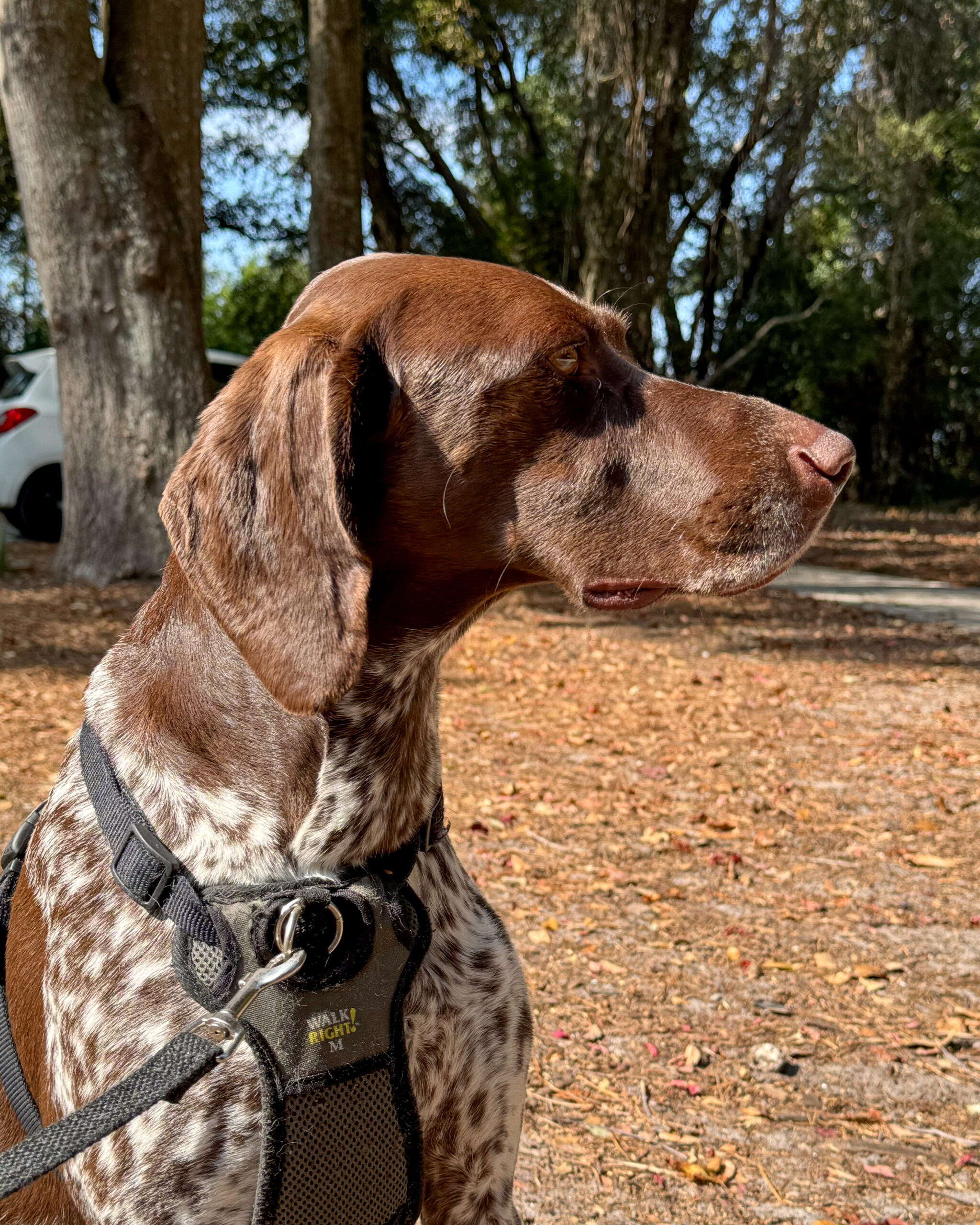 German Shorthaired Pointer in Profile with Fall Leaves and Natural Light Artist Reference Photo artist reference photo