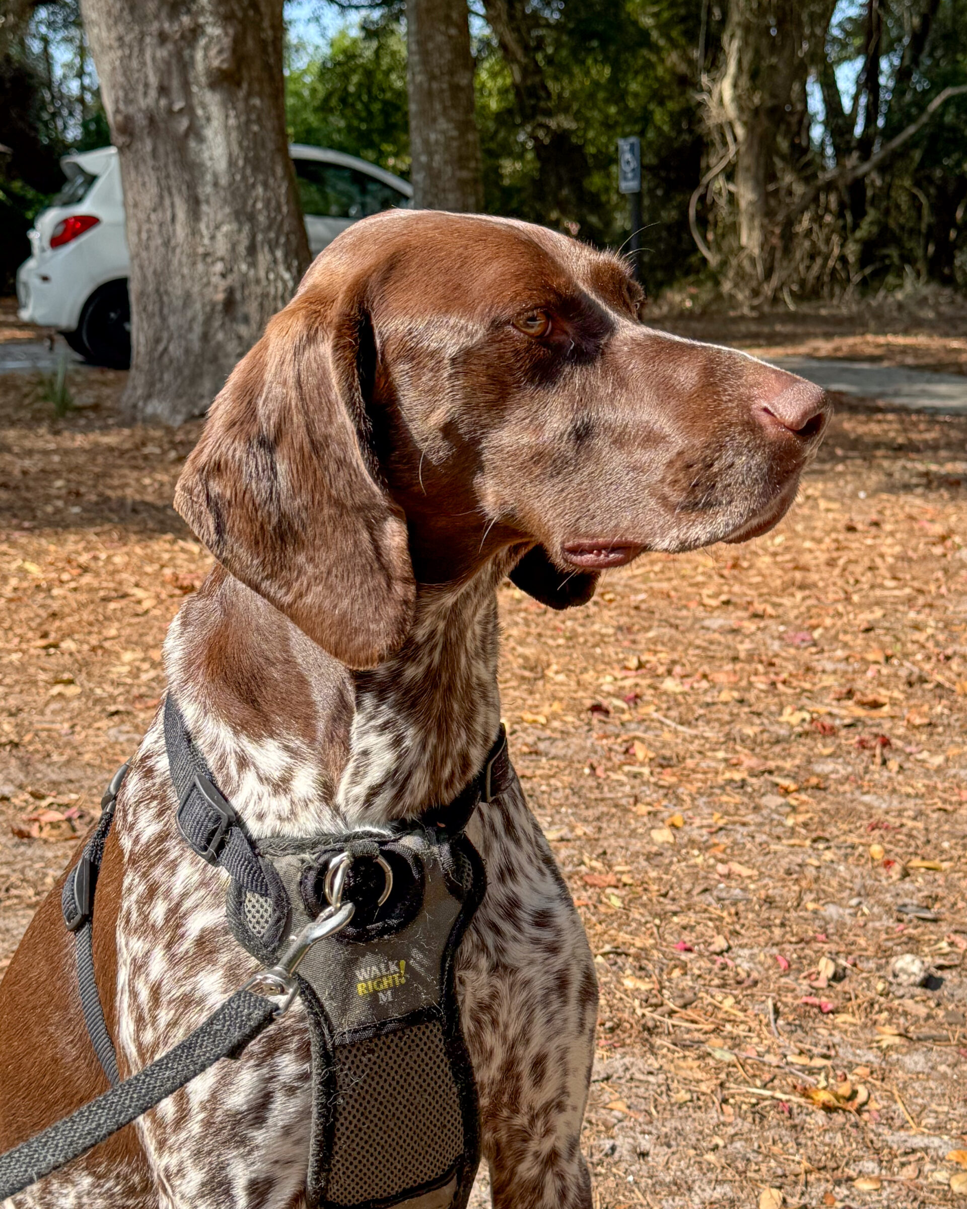 german-shorthaired-pointer-in-side-profile-with-harness-and-autumn-leaves-artist-reference-photo