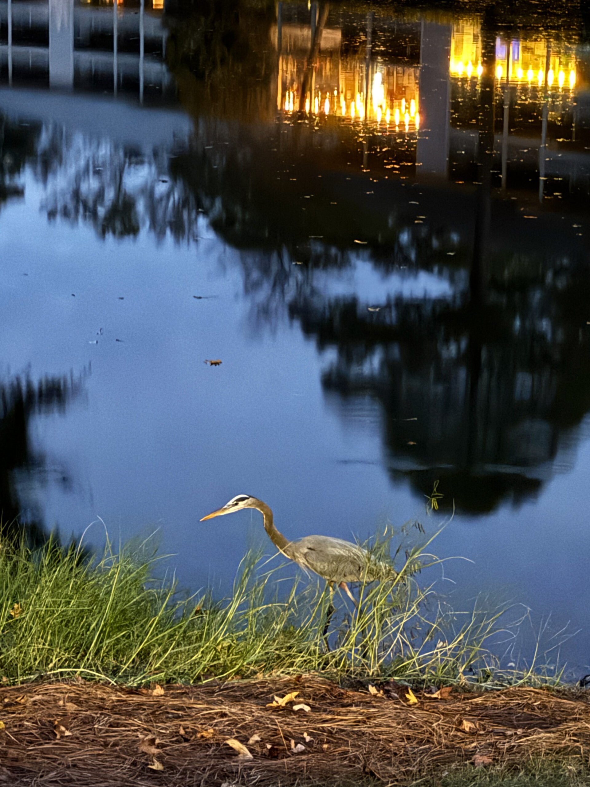 great-blue-heron-at-waters-edge-with-reflected-lights-on-pond-artist-reference-photo