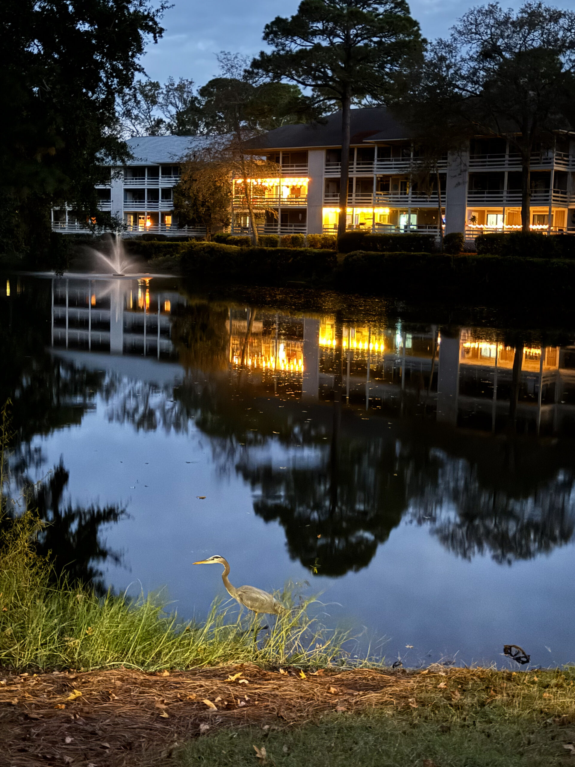 great-blue-heron-by-lit-pond-at-dusk-with-fountain-and-building-reflections-artist-reference-photo