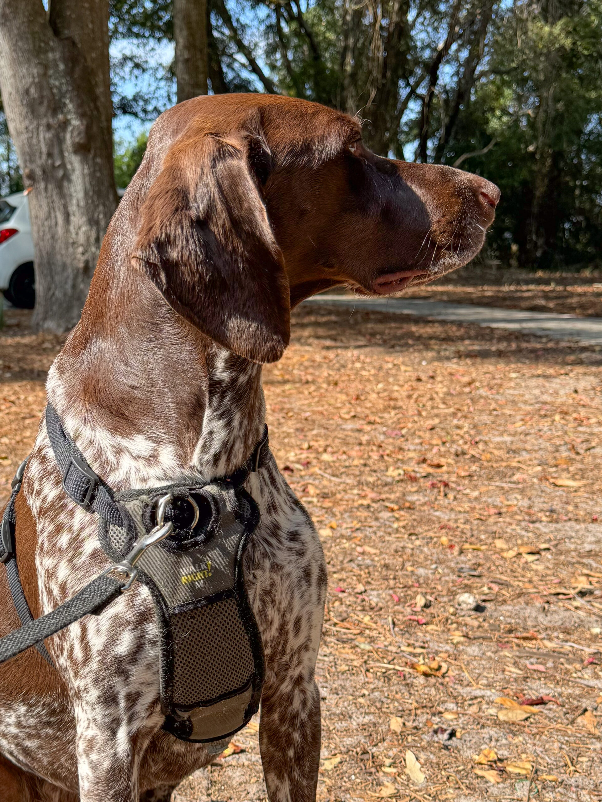 profile-view-of-german-shorthaired-pointer-sitting-in-sunlight-artist-reference-photo
