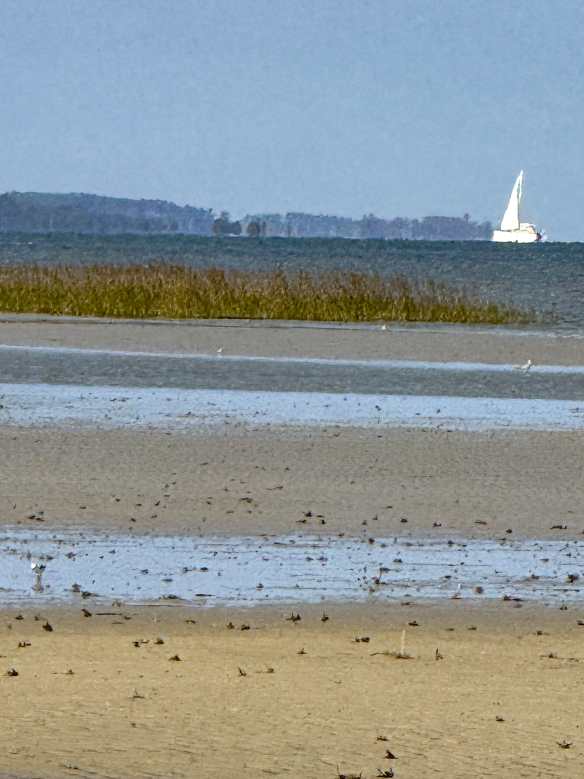 sailboat-on-horizon-with-coastal-sand-and-marsh-artist-reference-photo