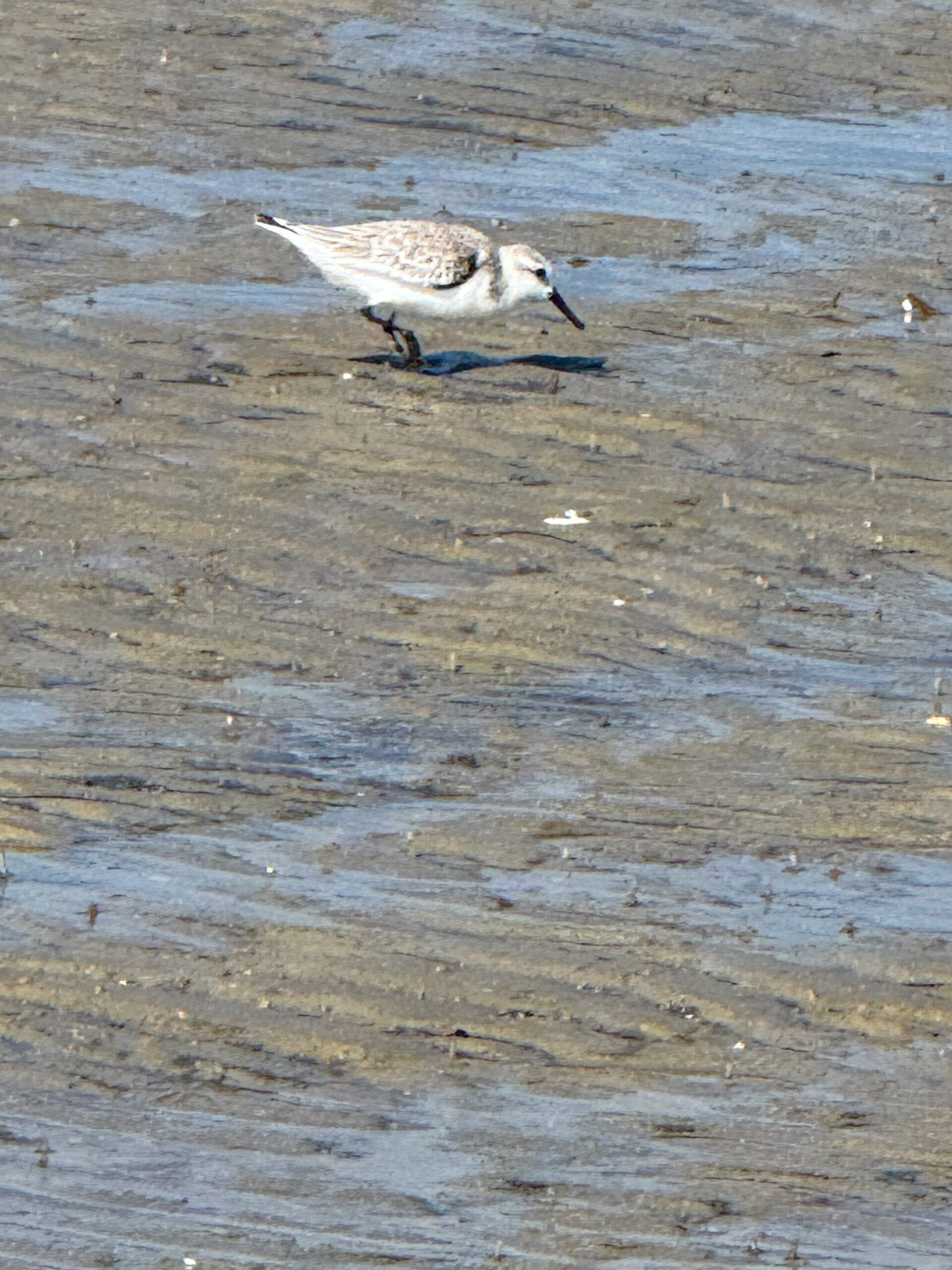sandpiper-bird-on-wet-sand-at-low-tide-artist-reference-photo