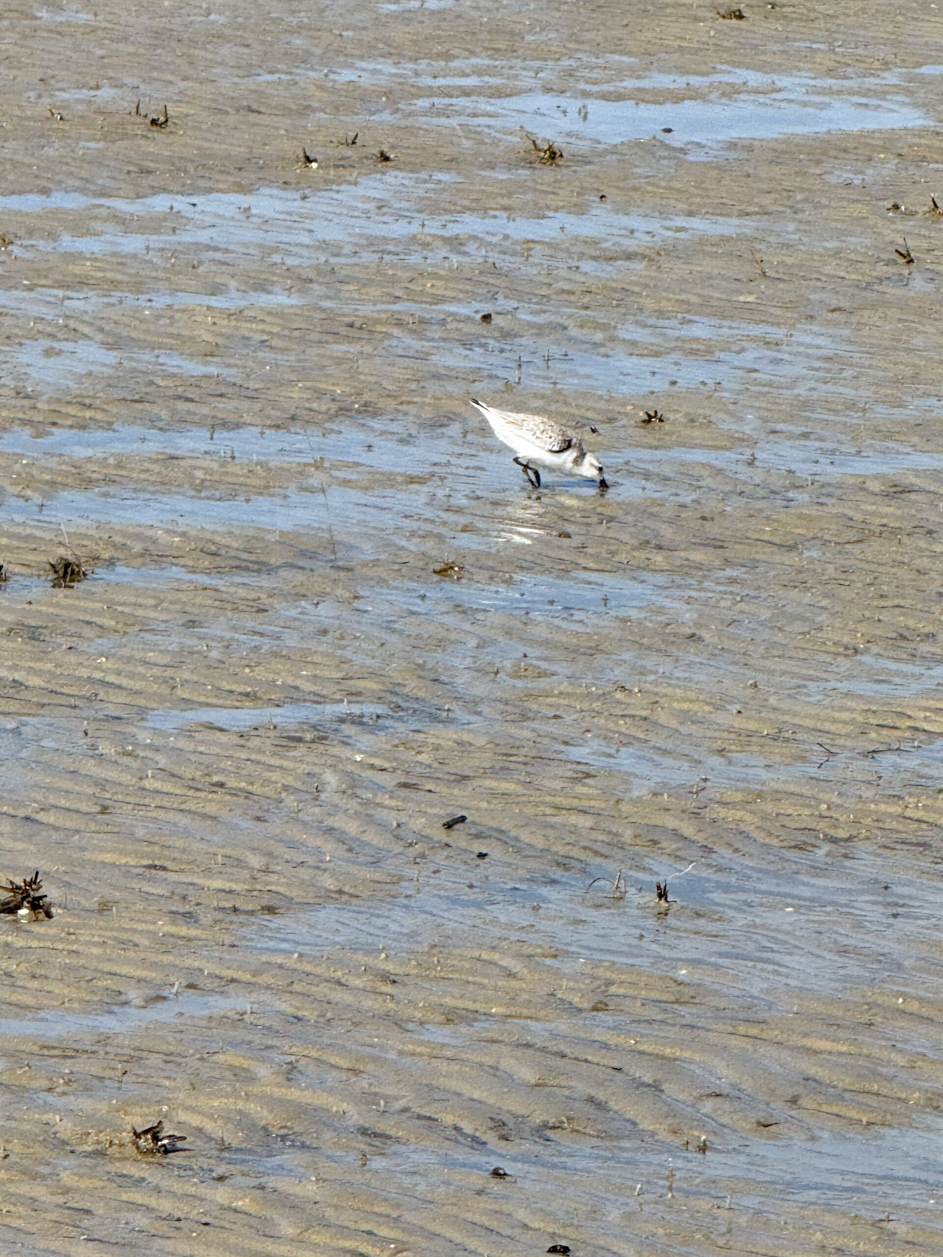 sandpiper-foraging-on-rippled-wet-beach-sand-artist-reference-photo