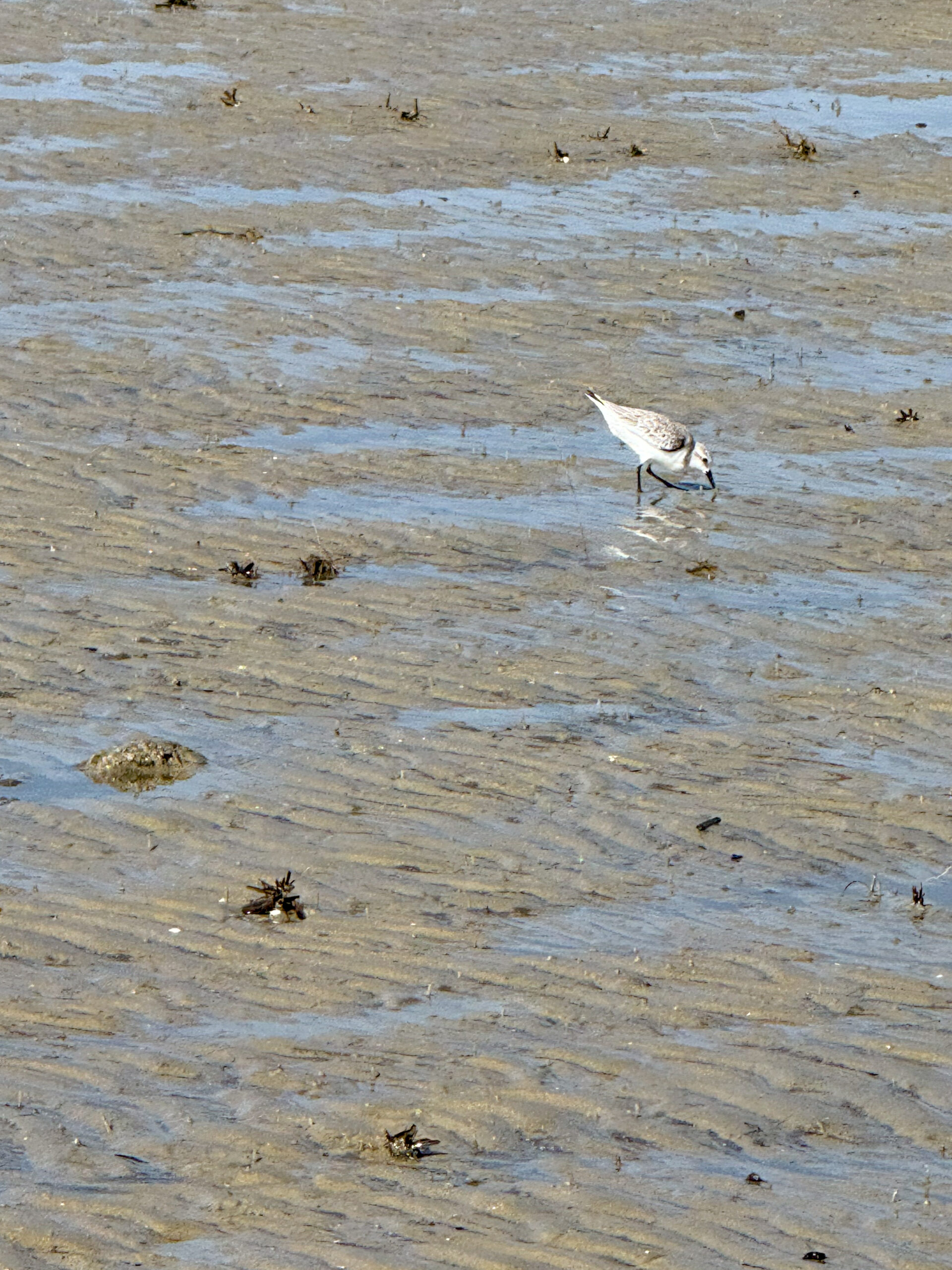 shorebird-pecks-at-wet-sand-with-shells-and-ripples-artist-reference-photo