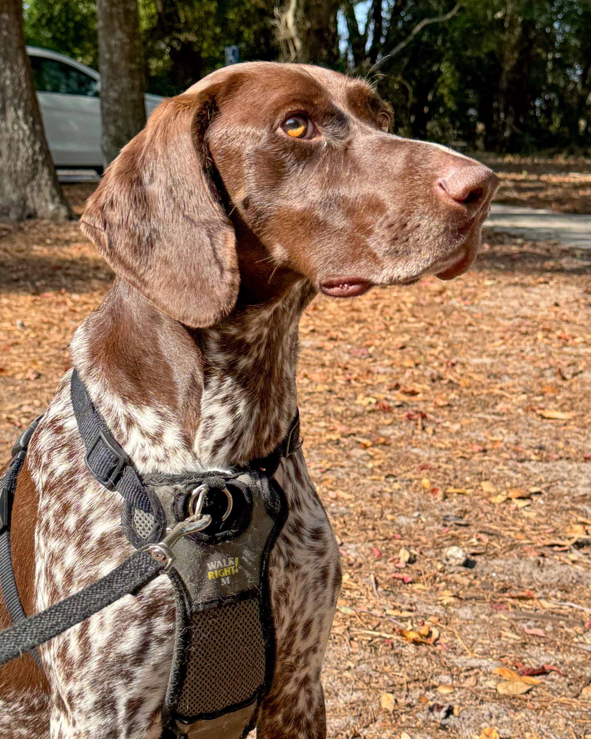 side-profile-of-german-shorthaired-pointer-in-autumn-sunlight-artist-reference-photo