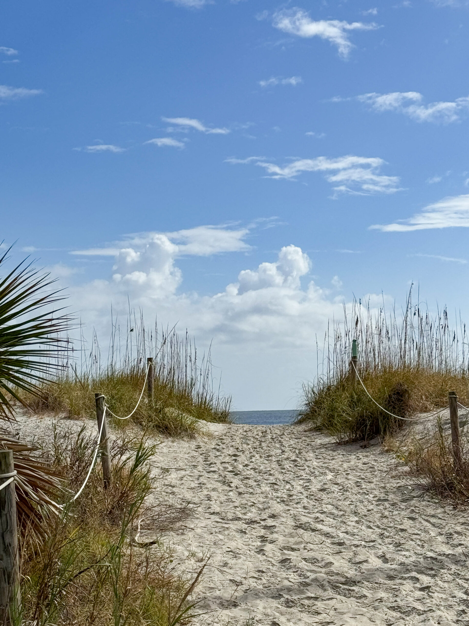 sunny-beach-trail-framed-by-sea-oats-and-sand-dunes-artist-reference-photo