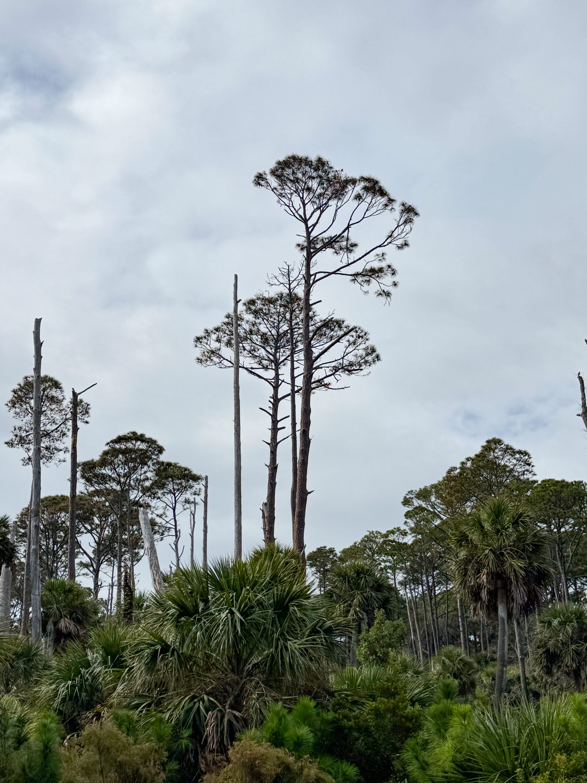 tall-pine-trees-and-dense-palmetto-forest-under-cloudy-sky-artist-reference-photo