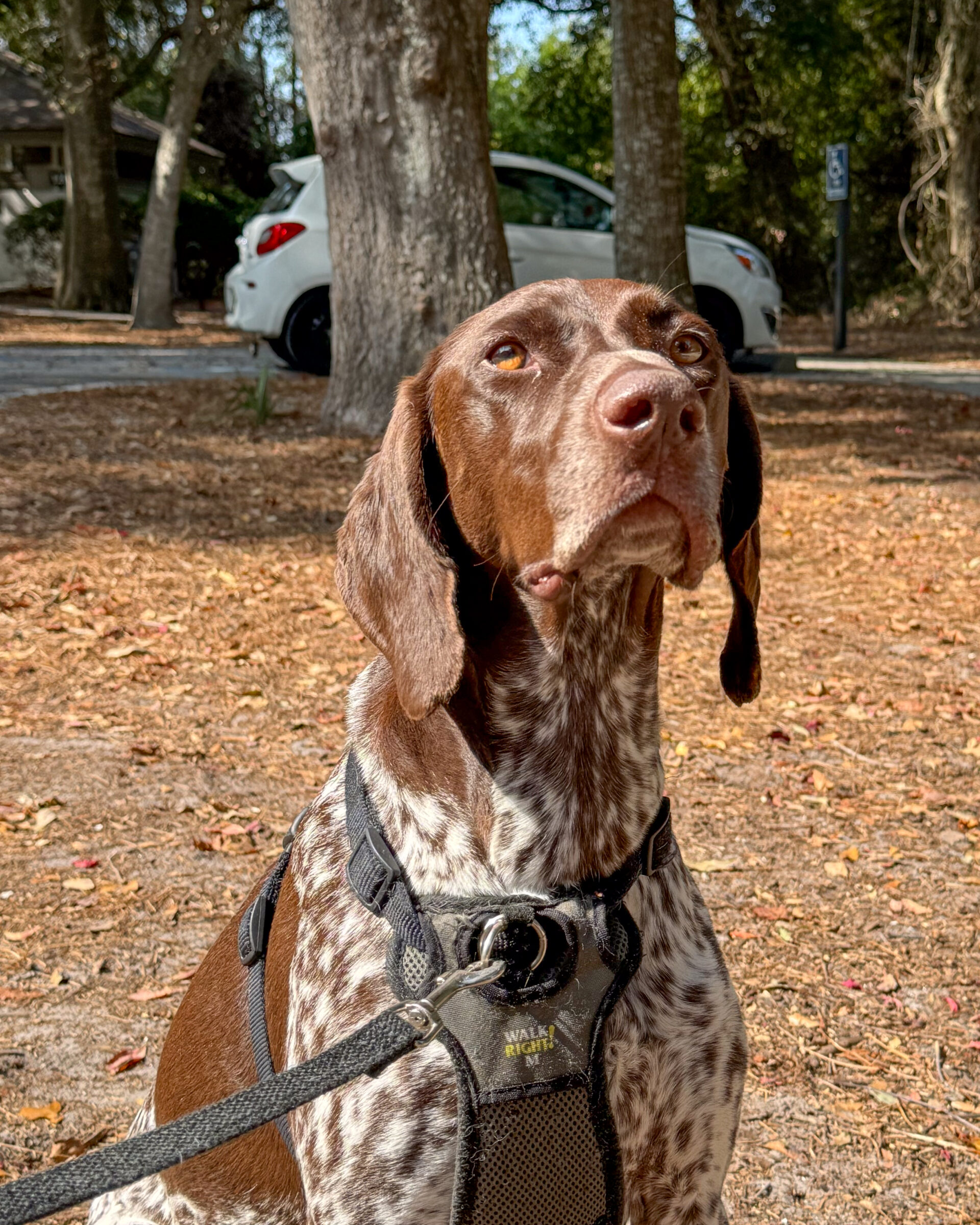 upright-german-shorthaired-pointer-in-harness-with-fall-leaves-and-sunlight-artist-reference-photo