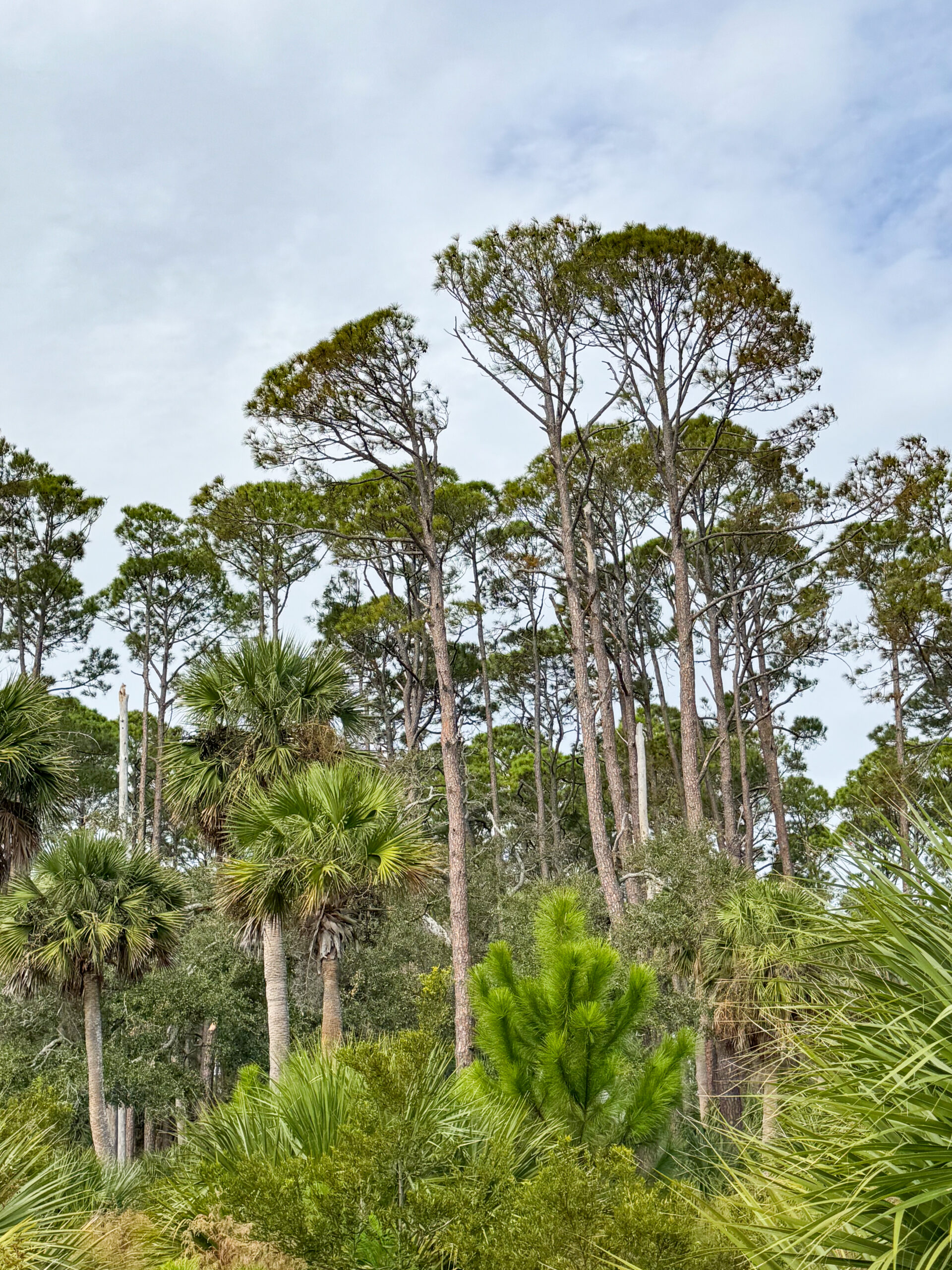 vibrant-palmettos-and-tall-southern-pines-in-coastal-forest-artist-reference-photo