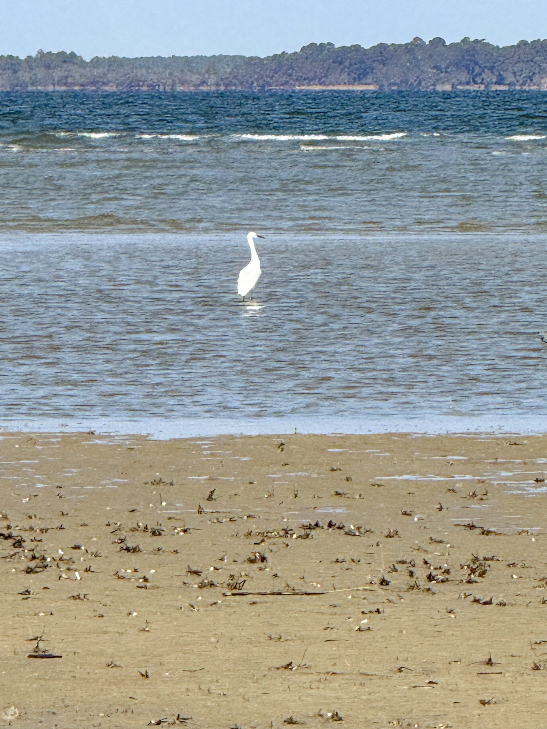 white-egret-wading-in-coastal-tidal-flats-with-ocean-and-tree-line-artist-reference-photo