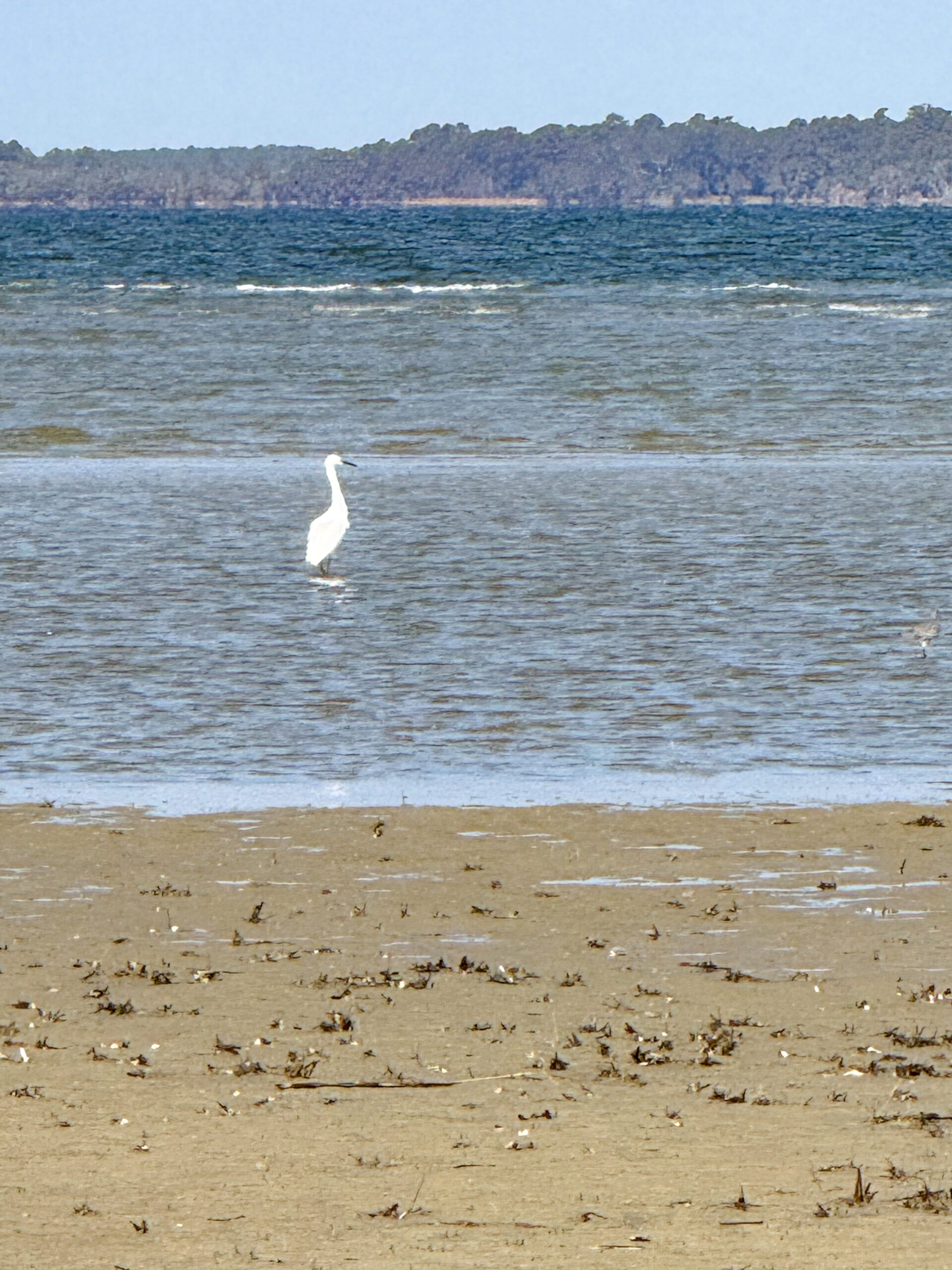 white-egret-in-shallow-water-with-distant-island-and-sandy-beach-artist-reference-photo