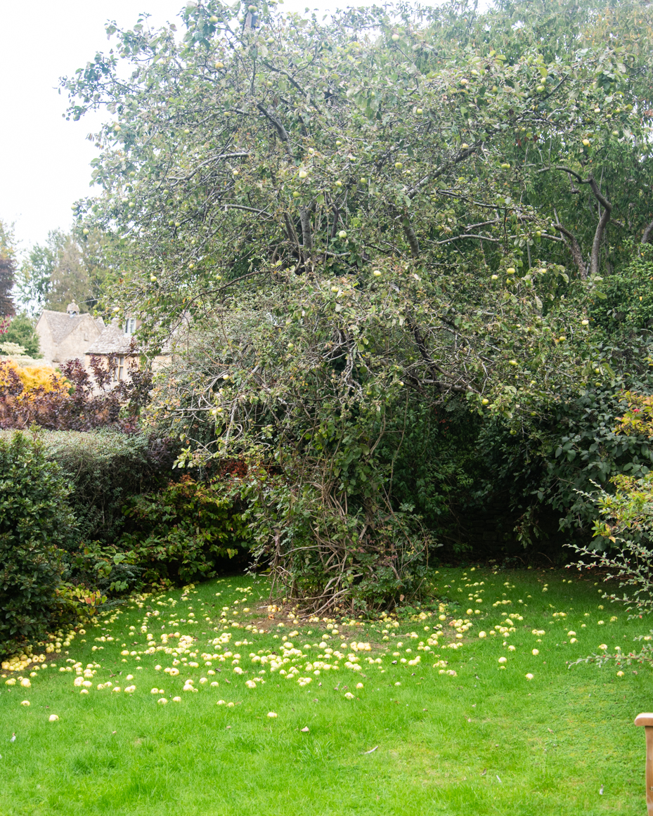 Apple tree in English garden with fallen fruit on grass artist reference photo artist reference photo