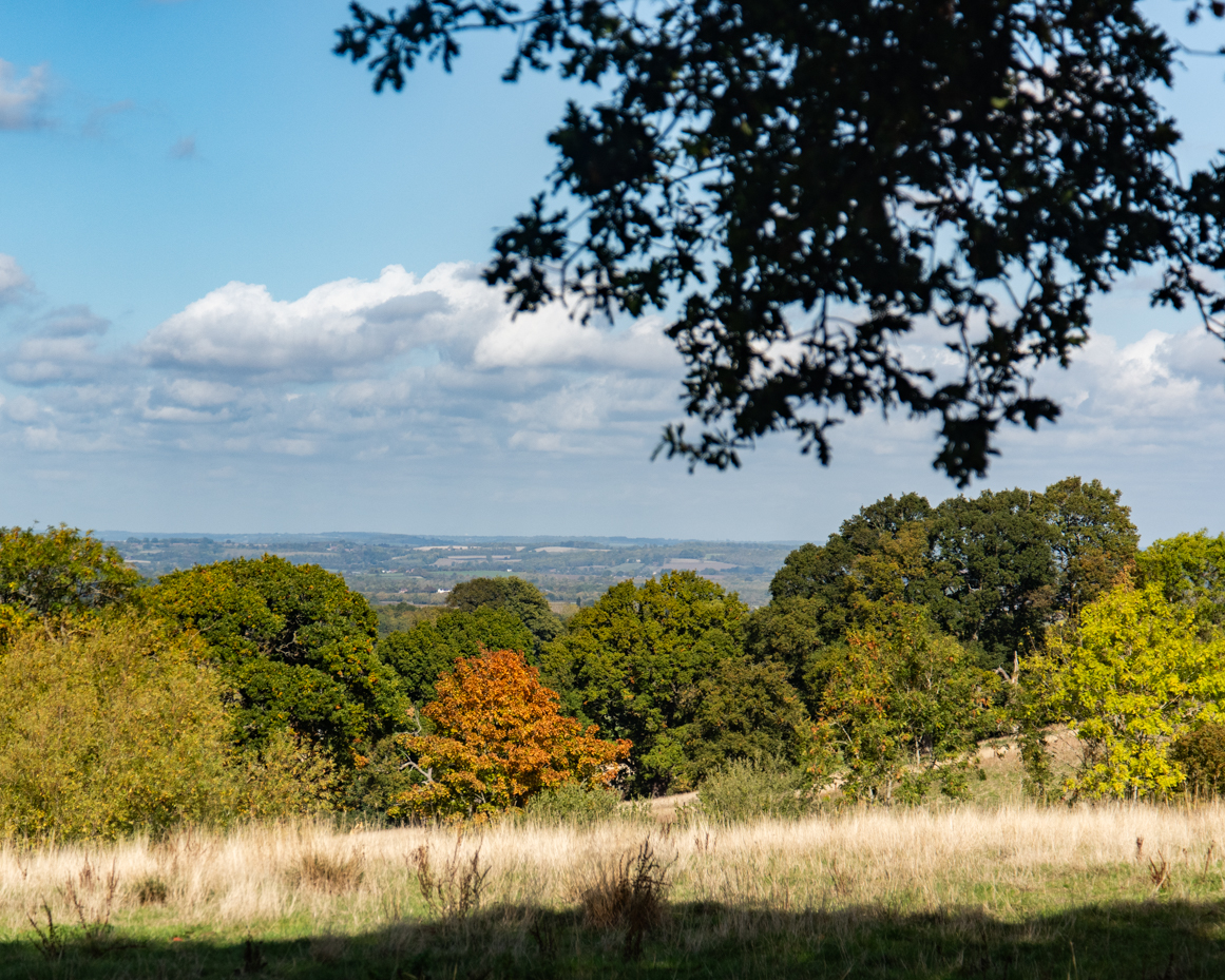 Autumn countryside landscape with tree canopy and rolling hills artist reference photo artist reference photo