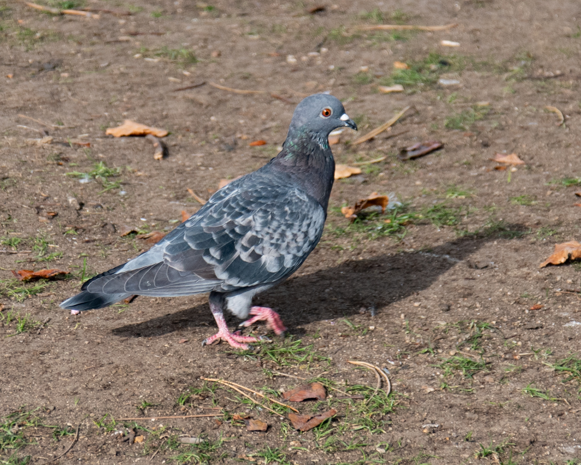 Close up pigeon walking on ground animal anatomy artist reference photo artist reference photo