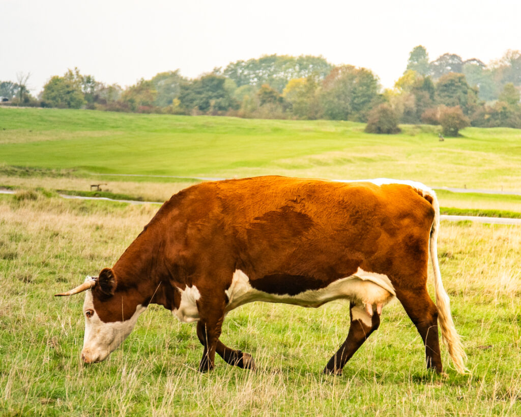 Cow grazing in rolling countryside with trees and hills artist reference photo