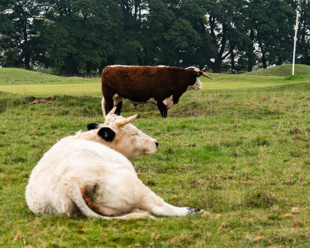 Cow lying in grass with distant trees and soft natural light artist reference photo