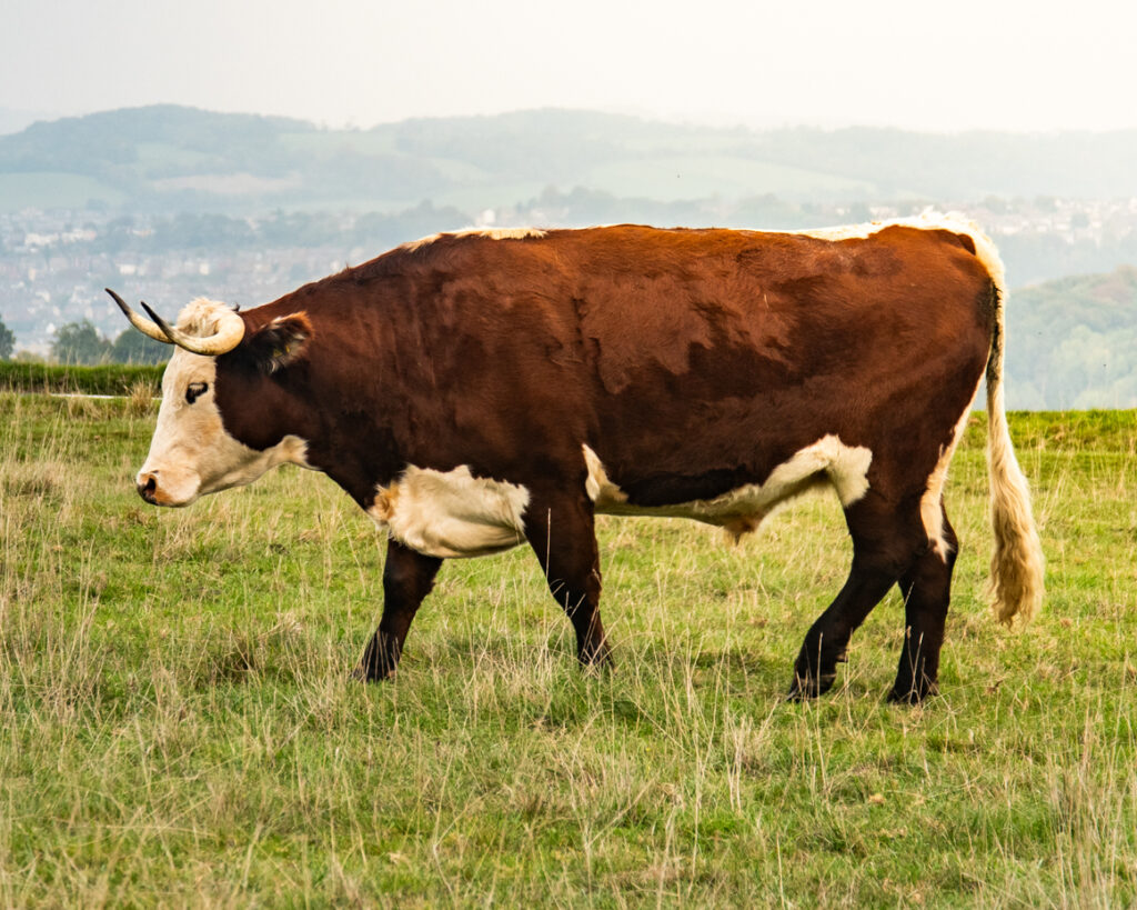Cow mid step walking through tall grass artist reference photo