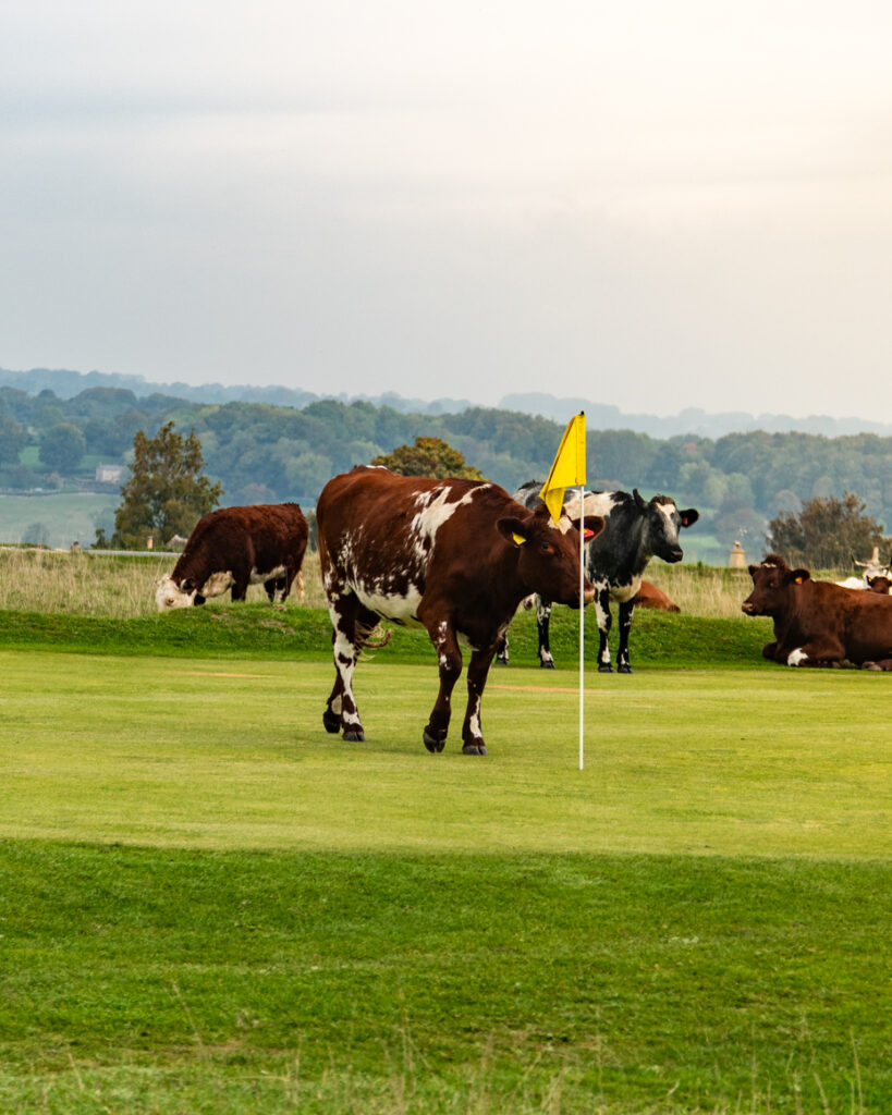 Cow standing near yellow flag with herd in background artist reference photo