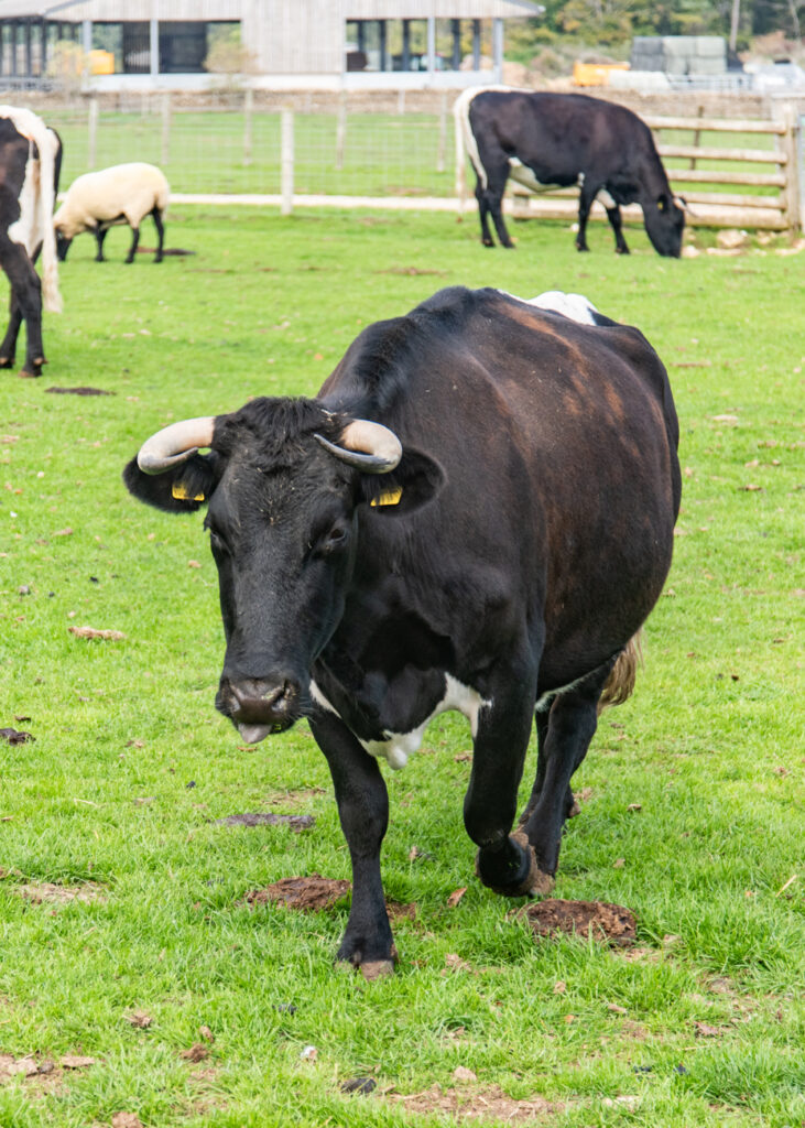 Cow standing near yellow flag with herd in background artist reference photo