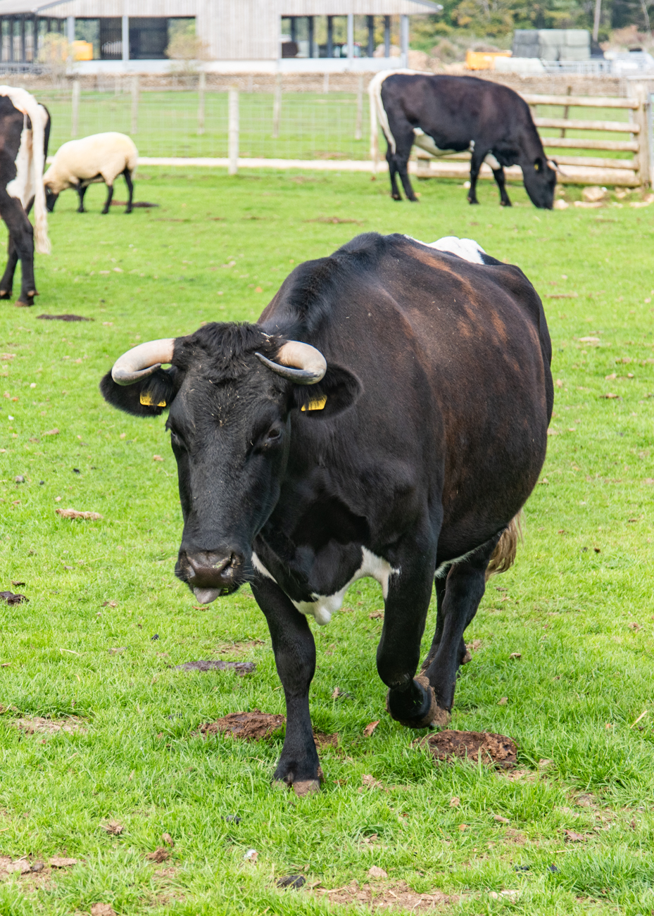 Cow walking toward camera frontal view artist reference photo artist reference photo