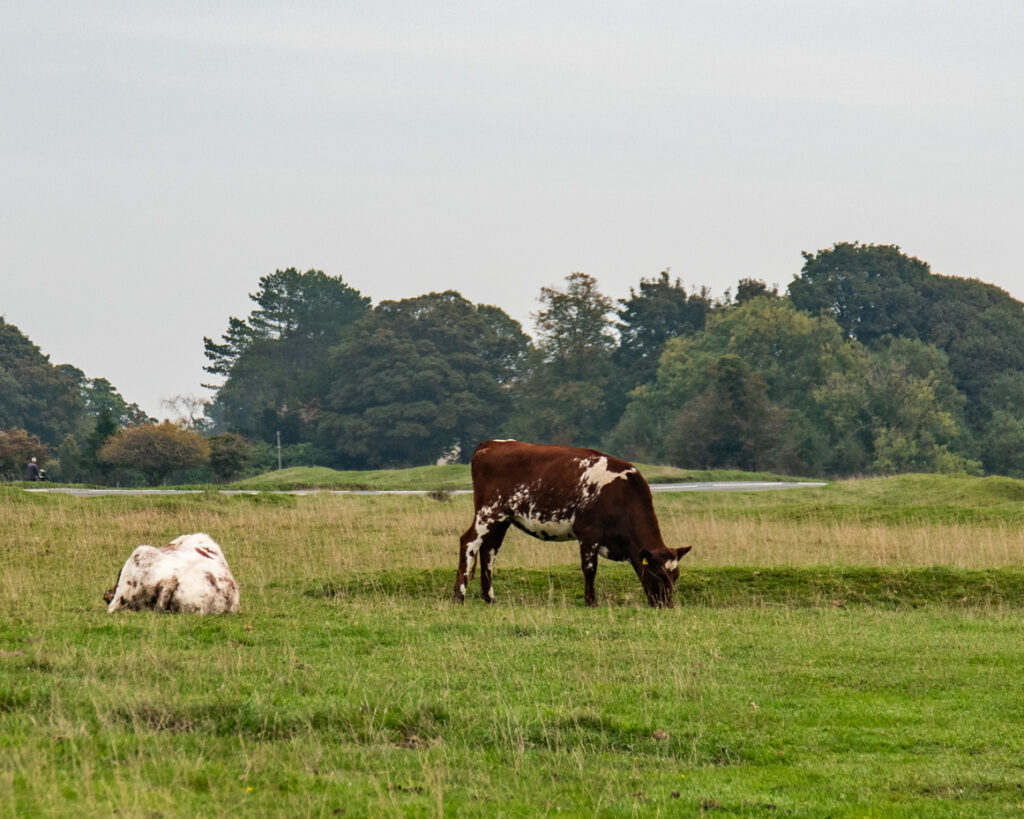 Cows grazing and resting across rolling meadow landscape artist reference photo