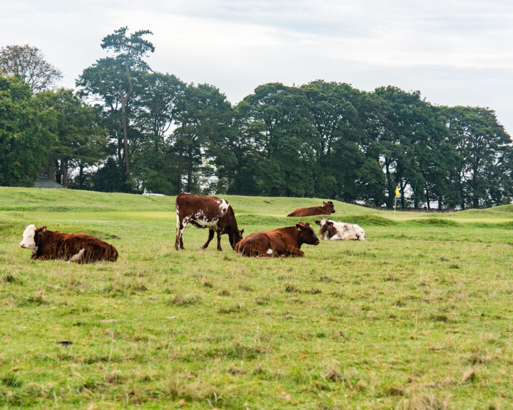 Cows resting and grazing in green countryside pasture with rolling hills artist reference photo