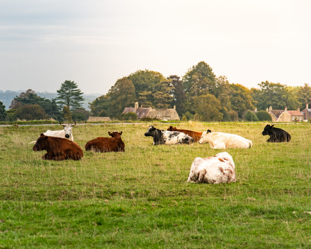 Cows resting and standing in open pasture with misty valley beyond artist reference photo