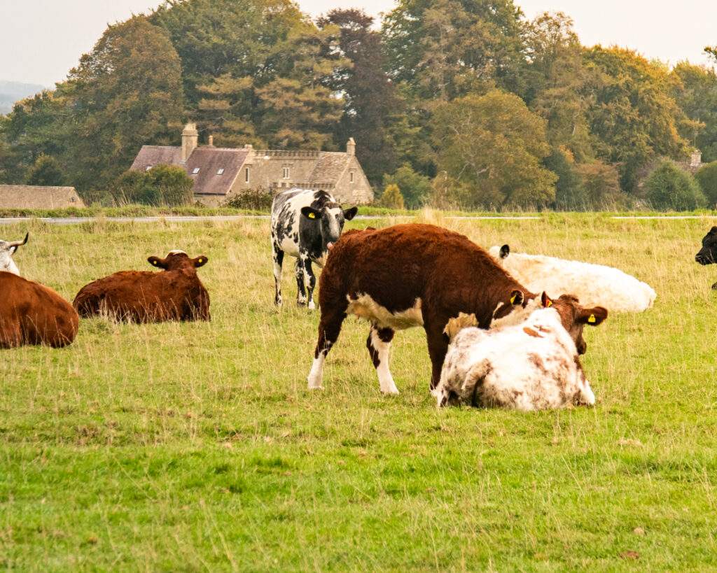 Cows resting and standing together in grassy pasture artist reference photo