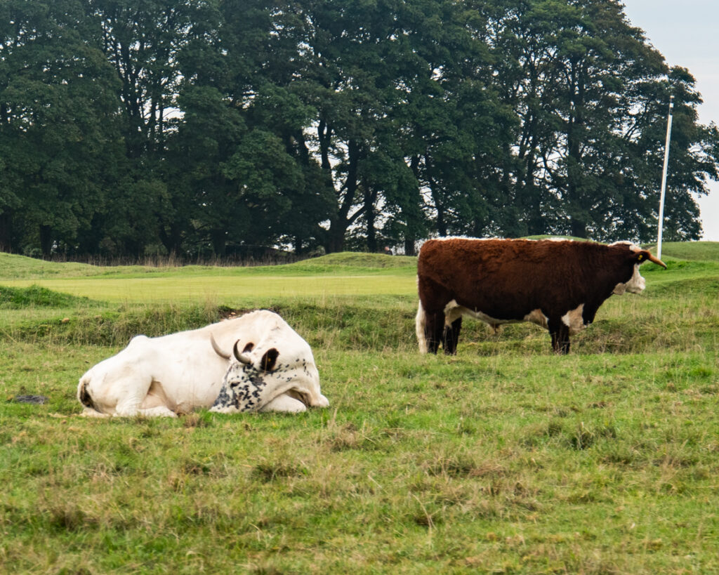 Cows resting in open pasture with wooded background artist reference photo