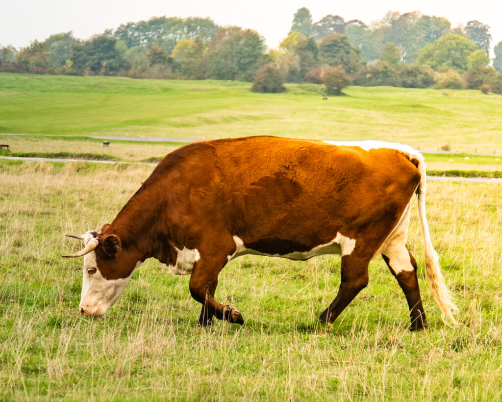 Full body cow grazing in grassy landscape artist reference photo