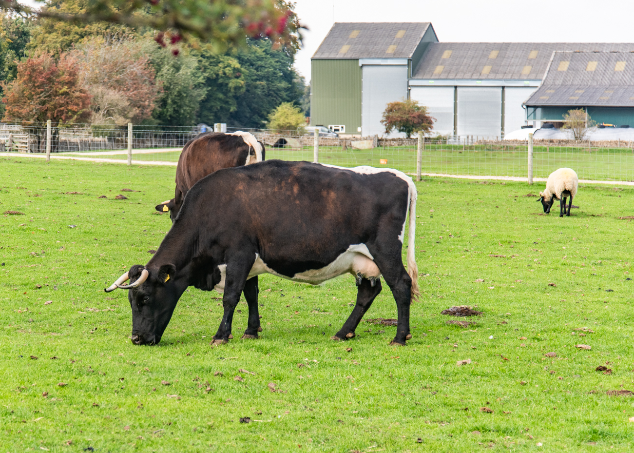 Grazing black and white cow side view pasture artist reference photo artist reference photo