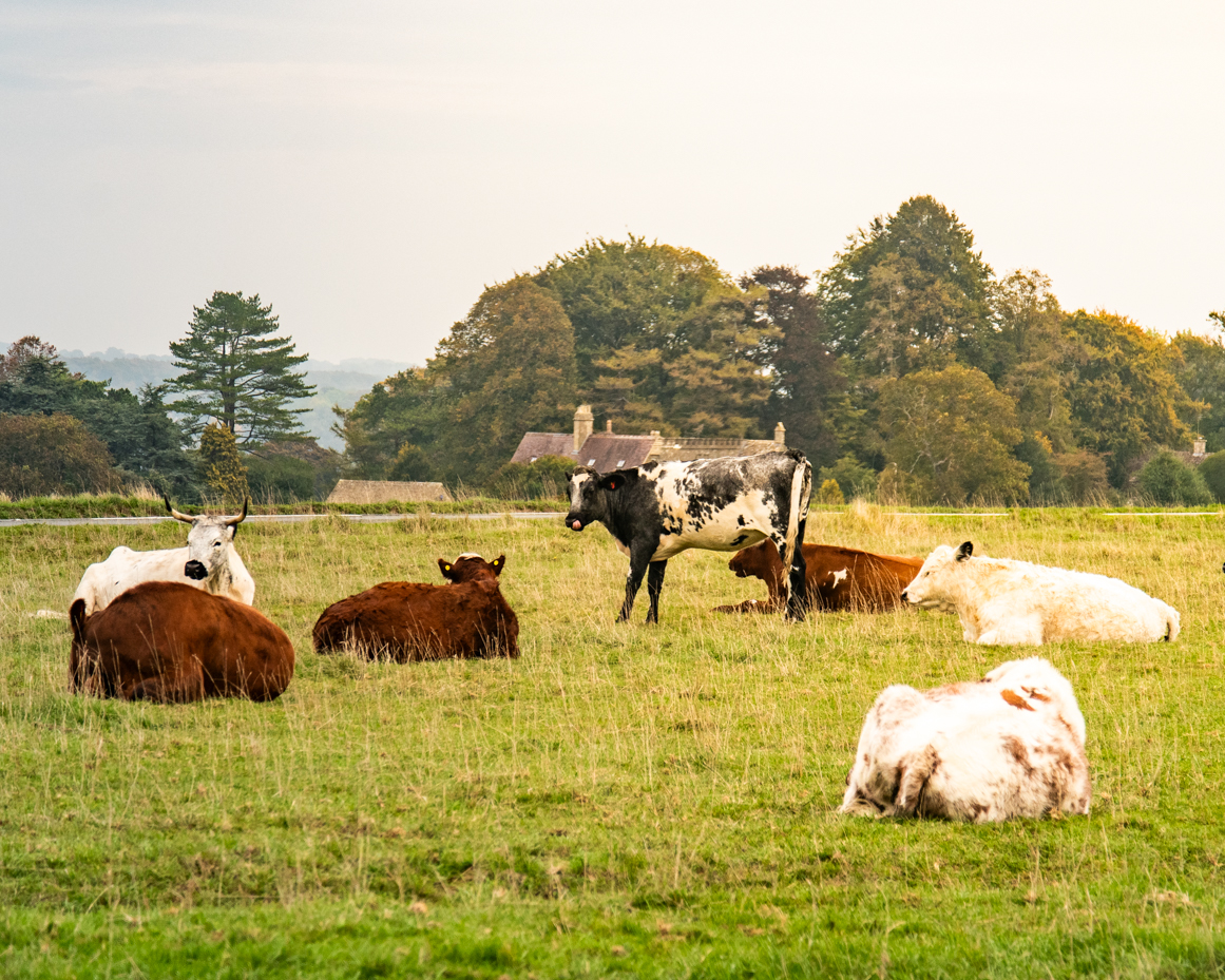 Group of cows resting and standing in rural pasture artist reference photo artist reference photo