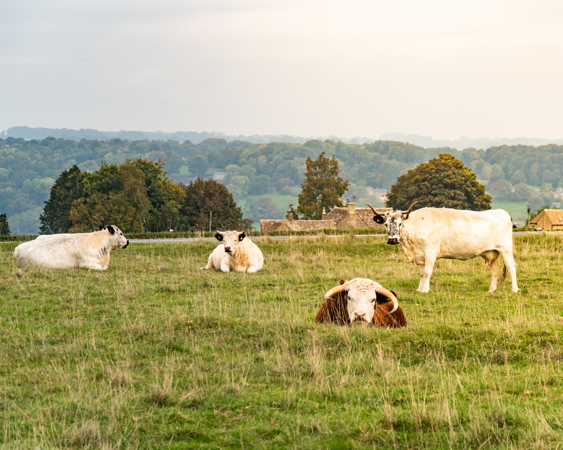 Group of horned cows resting and standing in open countryside field artist reference photo artist reference photo