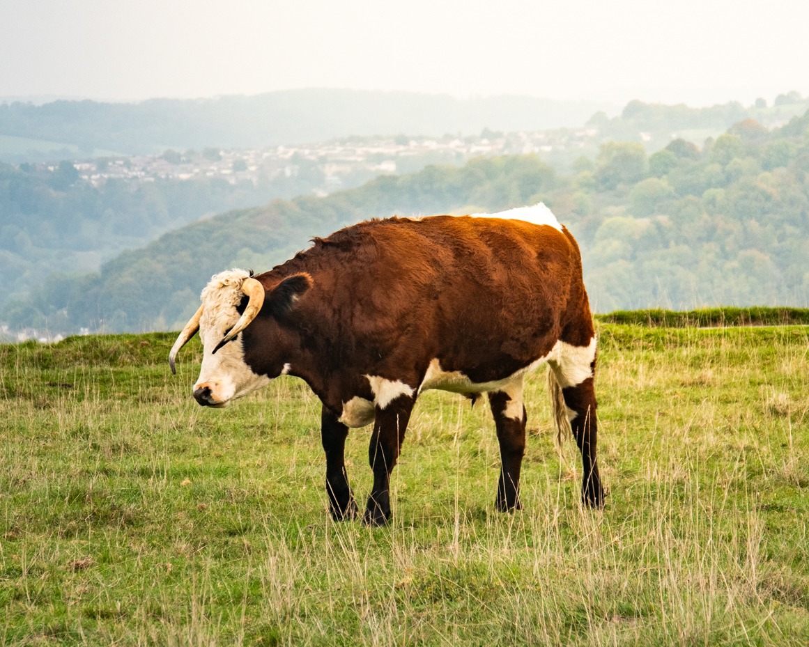 Horned brown and white cow standing in grassy field with distant hills artist reference photo artist reference photo