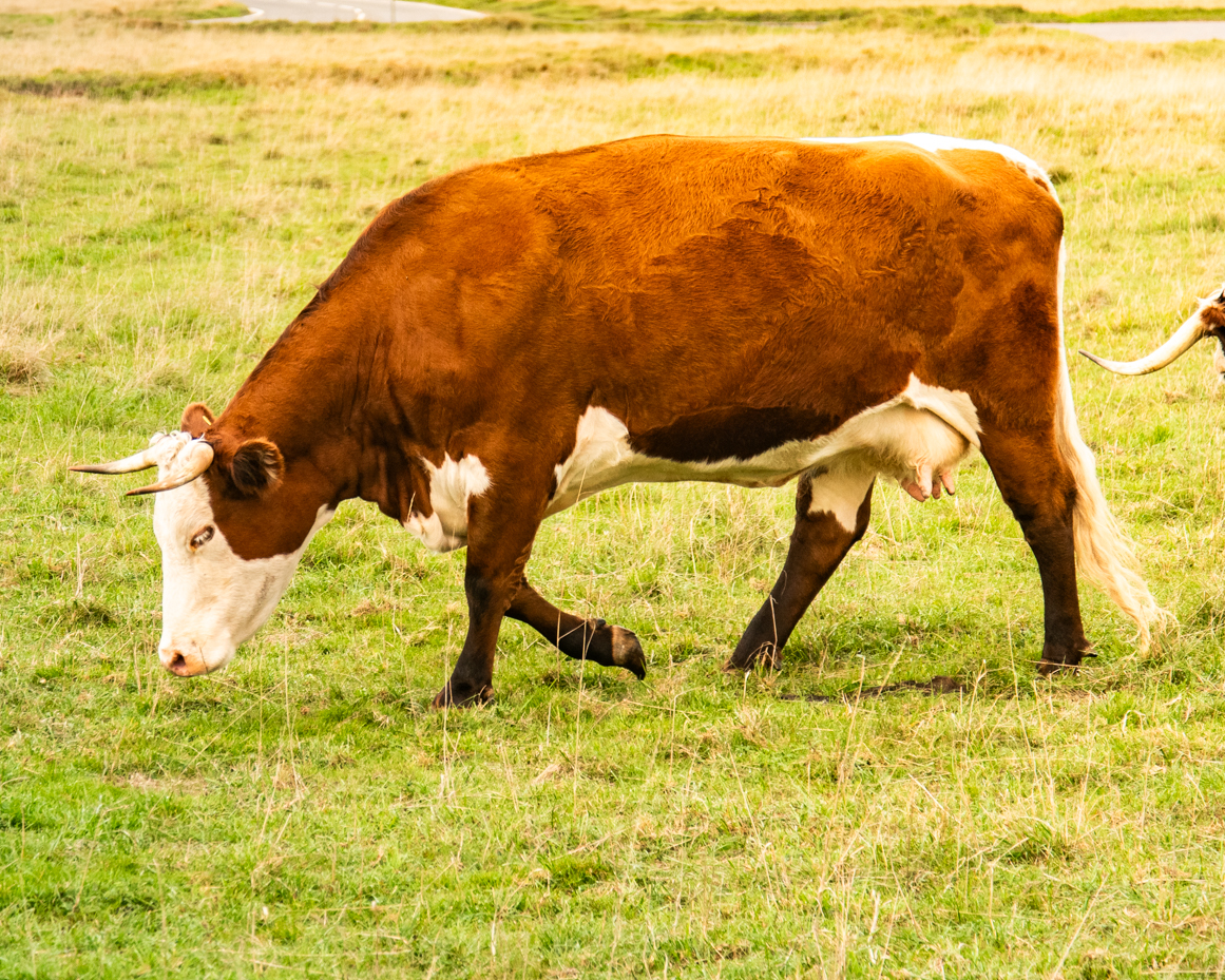 Horned brown and white cow walking with head lowered artist reference photo artist reference photo