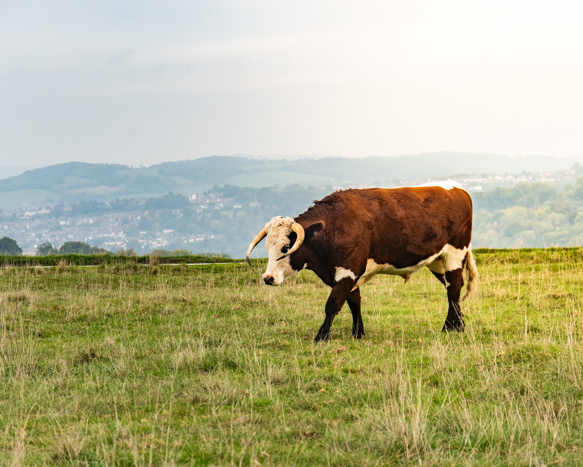 Horned cow walking through grassy field with distant town and hills artist reference photo artist reference photo