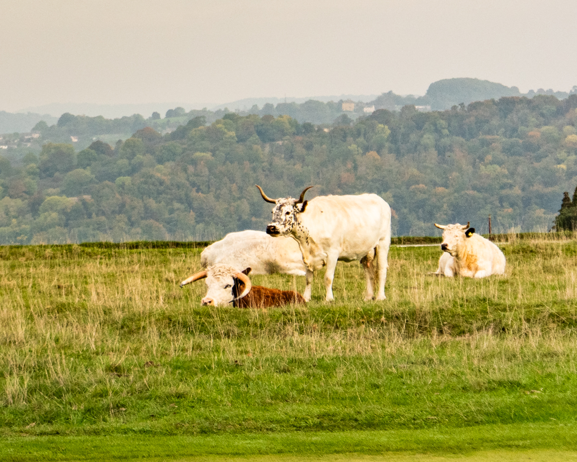Horned cows resting in grassy field with rolling hills artist reference photo artist reference photo