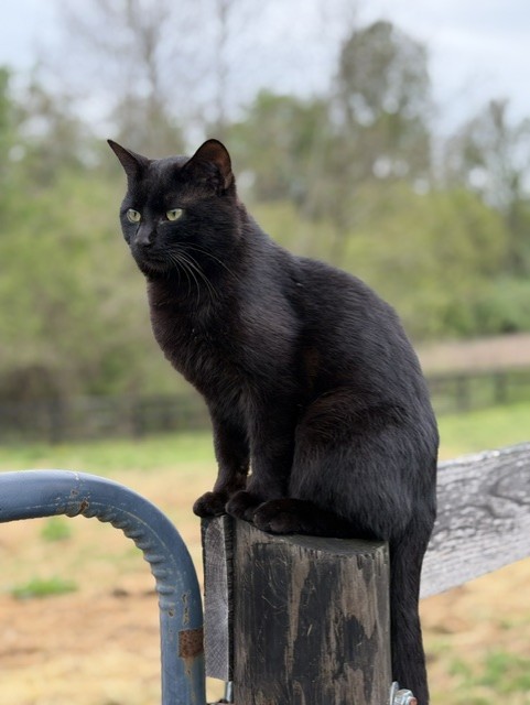 Black Barn Cat Sitting on Fence Post Artist Reference Photo artist reference photo