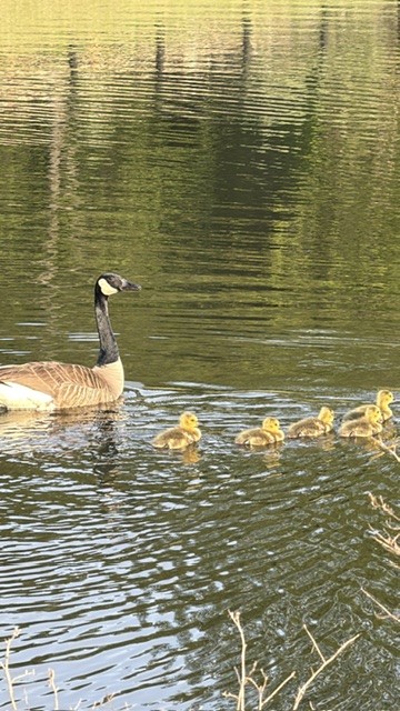 Canada Goose Family Swimming on Pond Artist Reference Photo artist reference photo