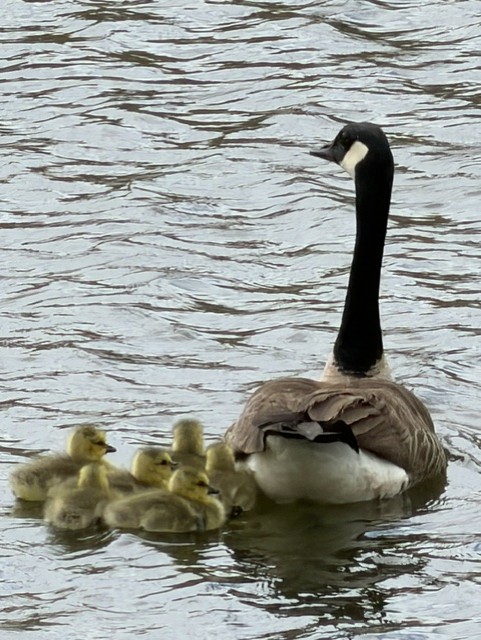 Canada Goose with Goslings on Water Artist Reference Photo artist reference photo